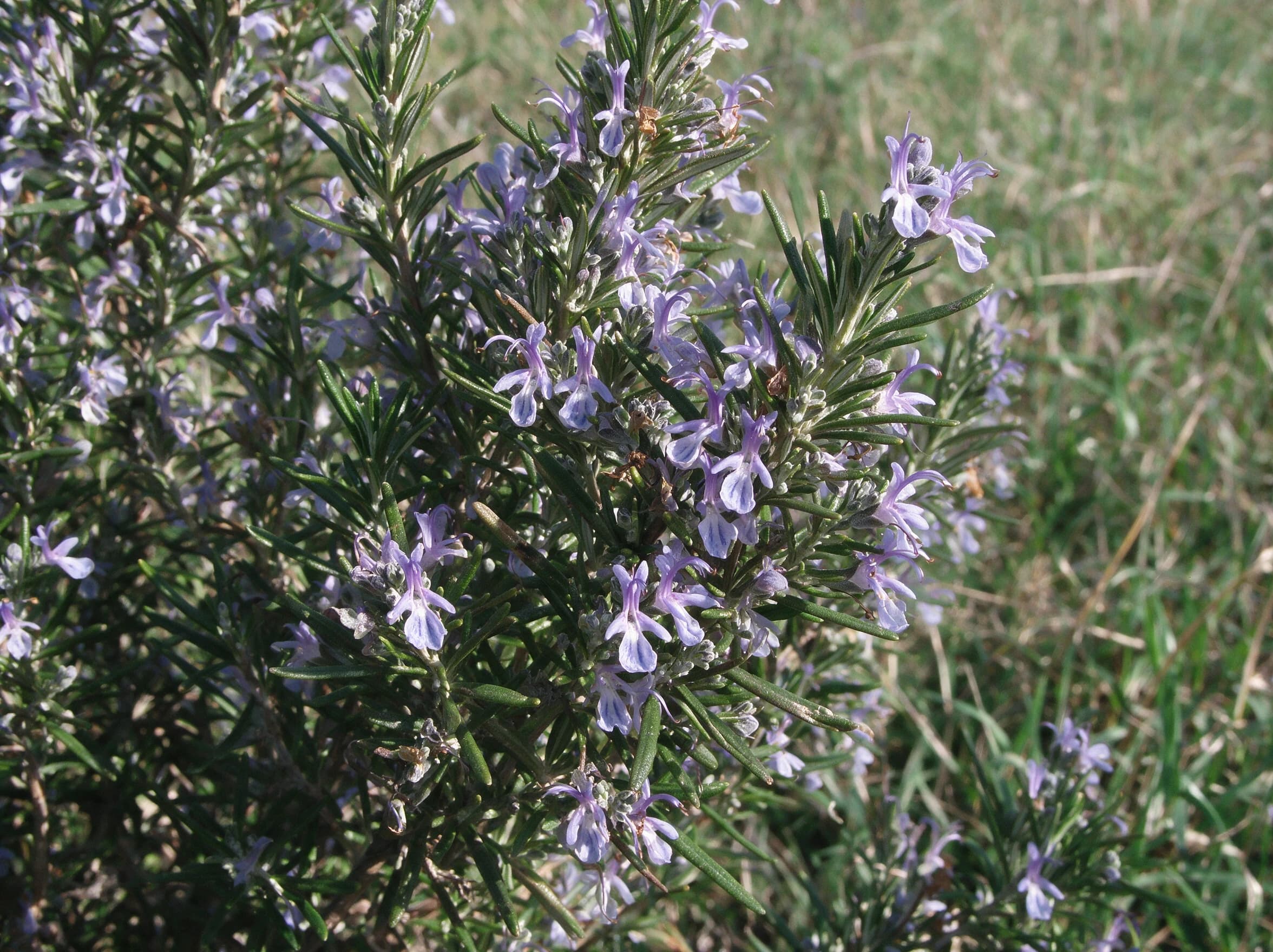 רוזמרין 'בלו לגון׳ (salvia rosmarinus) — תקריב פריחה, משתלת הדר נוי