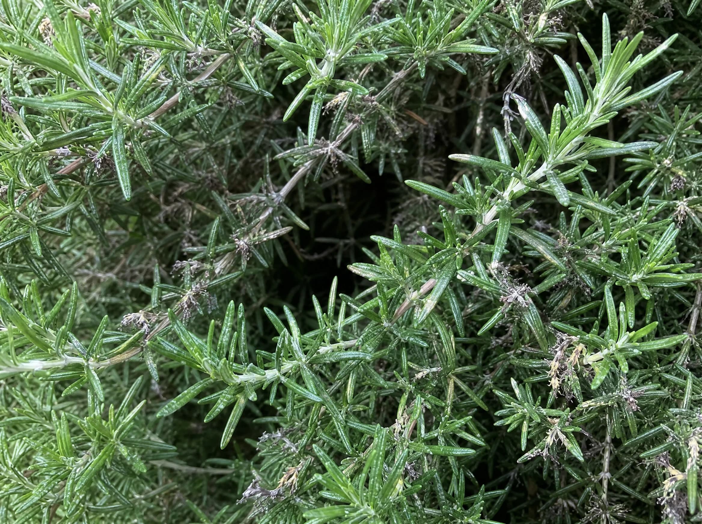 רוזמרין 'בלו לגון׳ (salvia rosmarinus) — תקריב עלים, משתלת הדר נוי