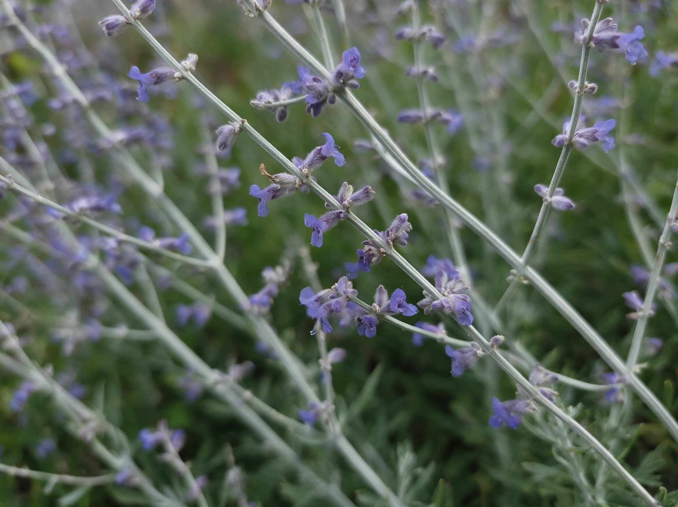 פרובקסיה 'בלו ספייר׳ (מרווה רוסית) (salvia yangii) — תקריב פריחה, משתלת הדר נוי