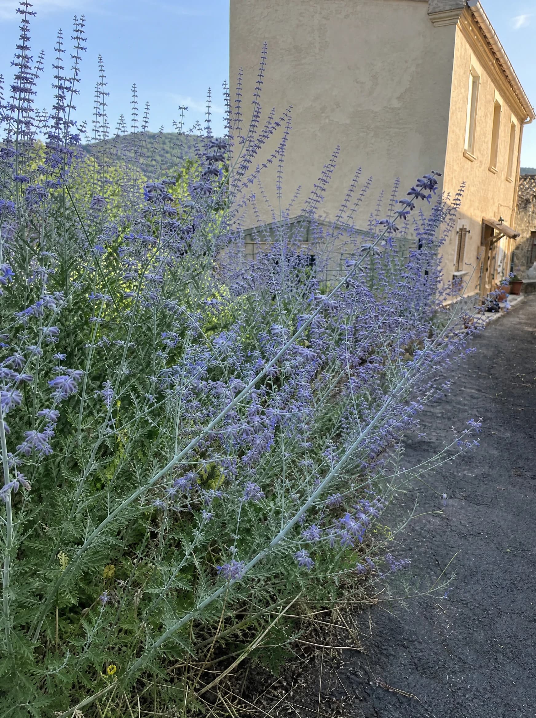 פרובקסיה 'בלו ספייר׳ (מרווה רוסית) (salvia yangii) — מסת מרוות פרובאנס בגבעולים כסופים ופריחה תכולה לצד בית כפרי — שתילה במסה, משתלת הדר נוי