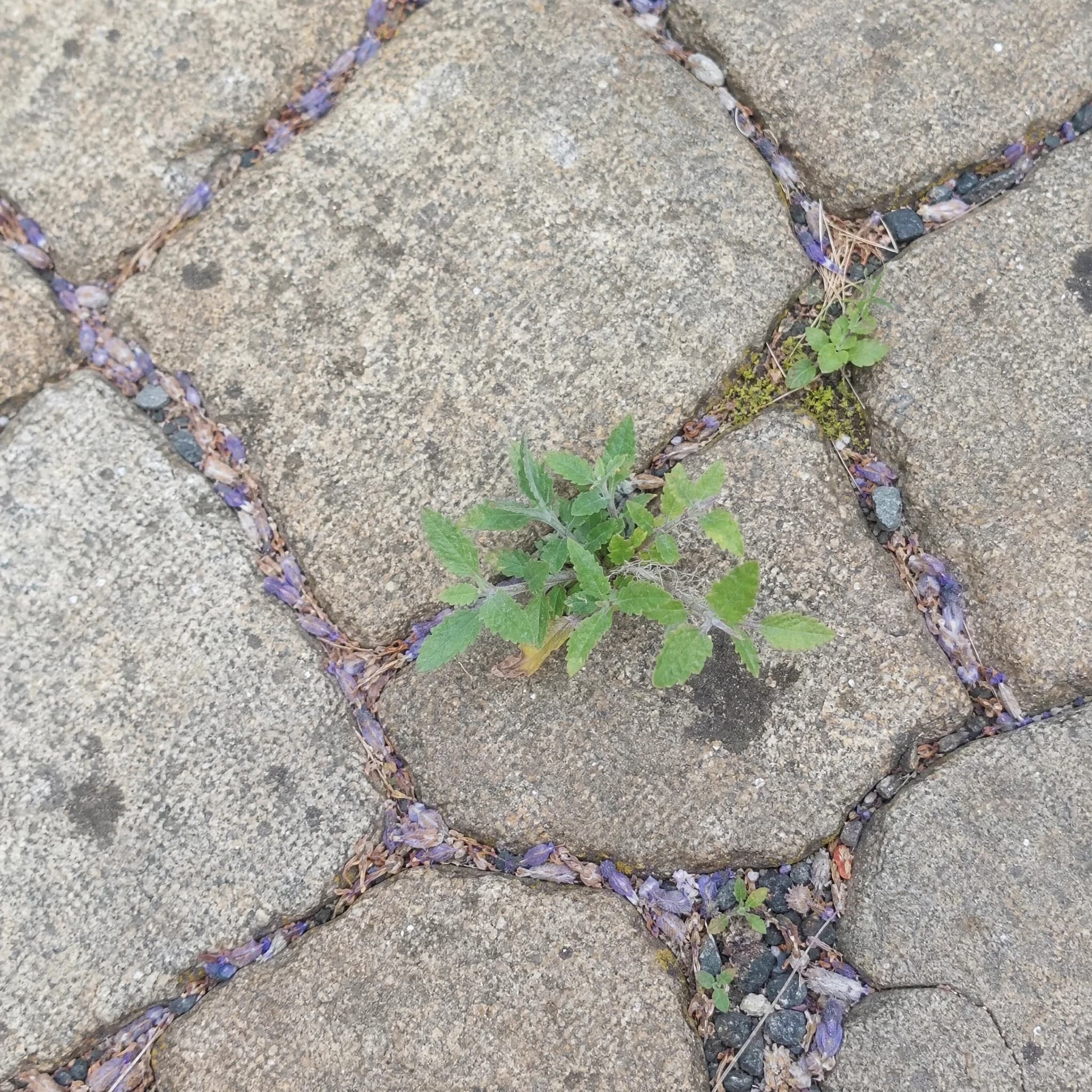 פרובקסיה 'בלו ספייר׳ (מרווה רוסית) (salvia yangii) — שתיל מרווה בעלים אפורים־ירוקים בין מרווחי אבני מדרך — שתילה בין אבני מדרך, משתלת הדר נוי
