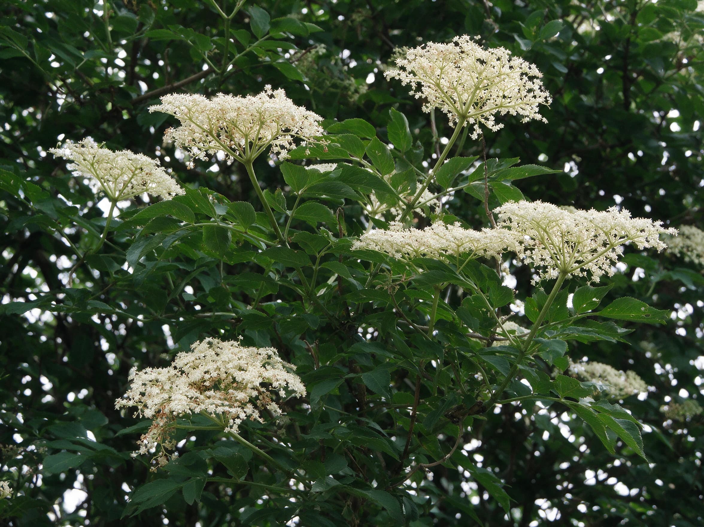 סמבוק שחור (עלה ירוק) (sambucus nigra) — תקריב פריחה, משתלת הדר נוי