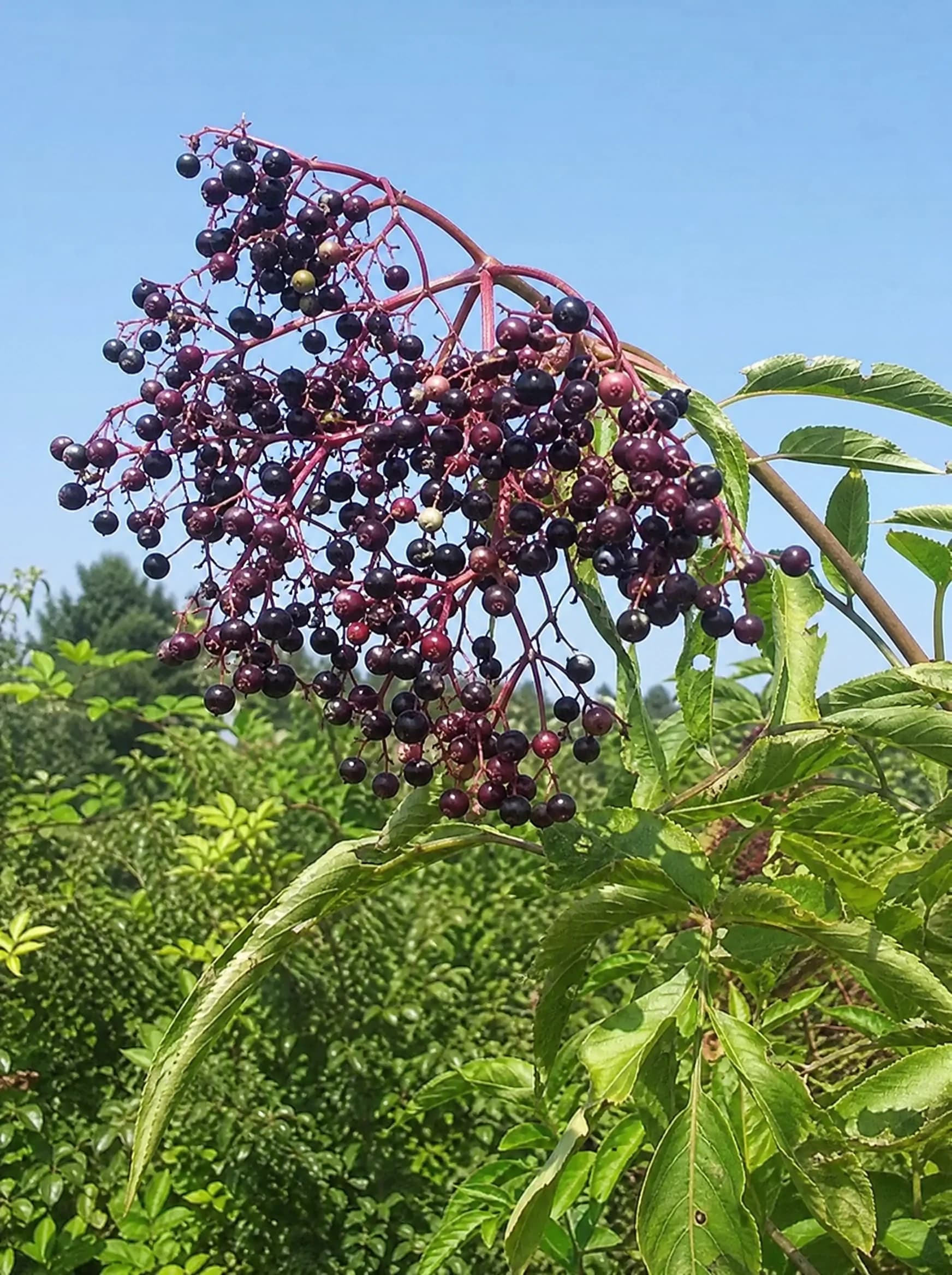 סמבוק שחור (עלה ירוק) (sambucus nigra) — תקריב פרי, משתלת הדר נוי