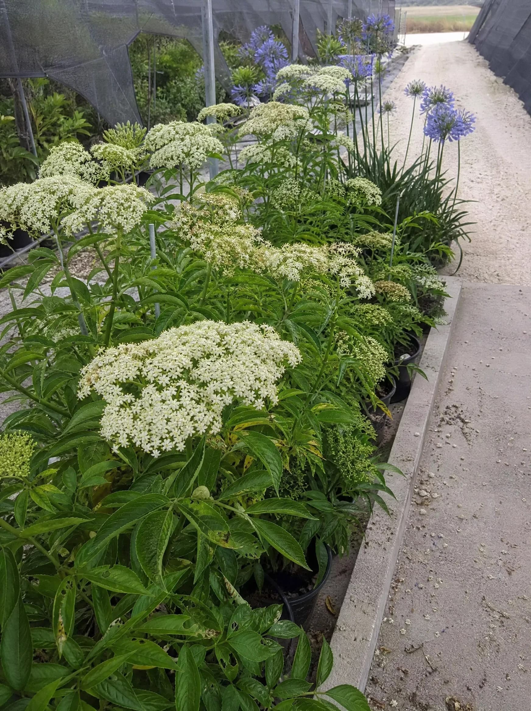 סמבוק שחור (עלה ירוק) (sambucus nigra) — סמבוק בתפרחות שטוחות לבנות בשורת גידול תחת רשת הצללה — שתילה במסה, משתלת הדר נוי