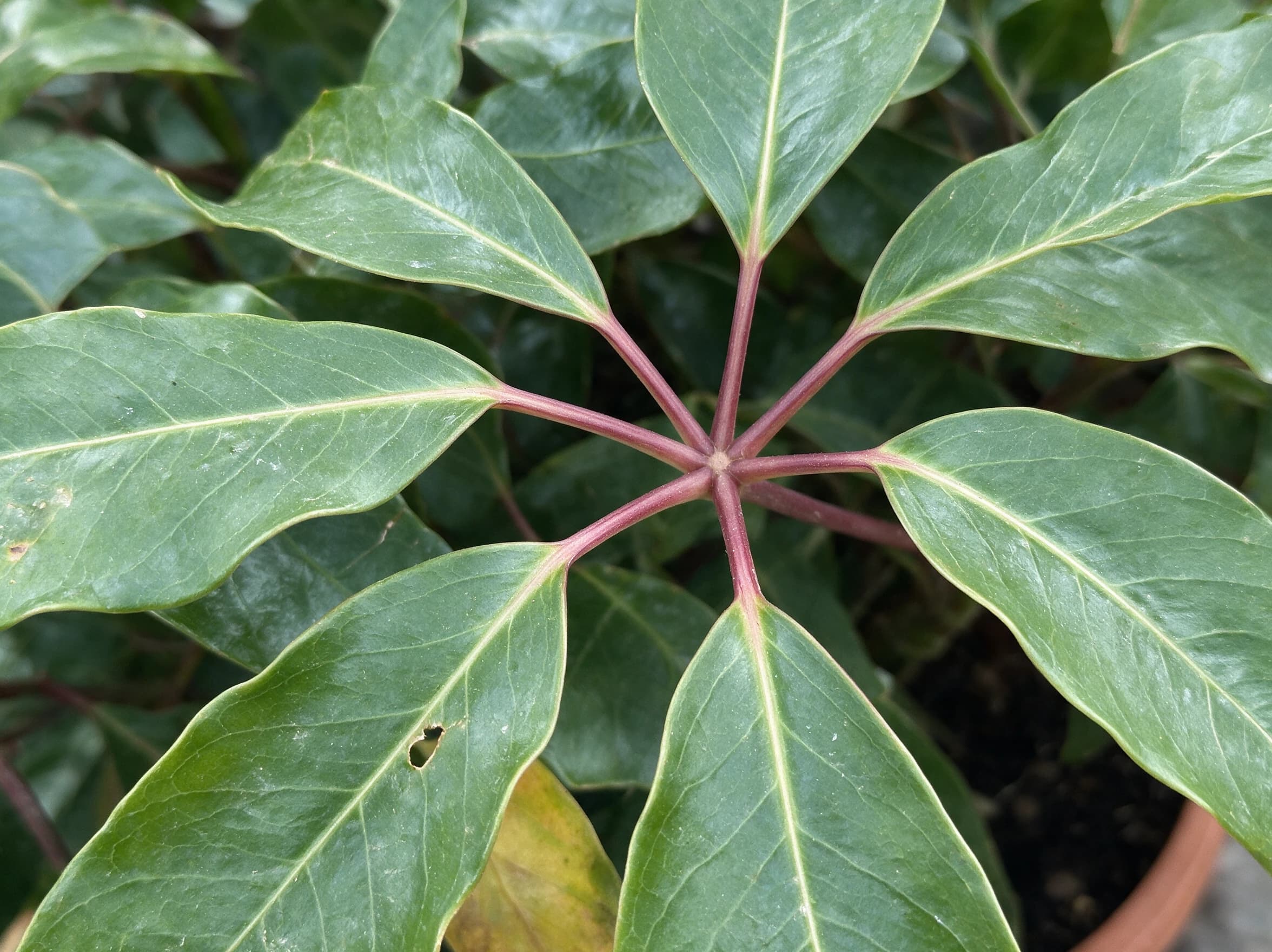 שפלרה עץ (מטריה ירוקה) (schefflera actinophylla) — תקריב עלים, משתלת הדר נוי