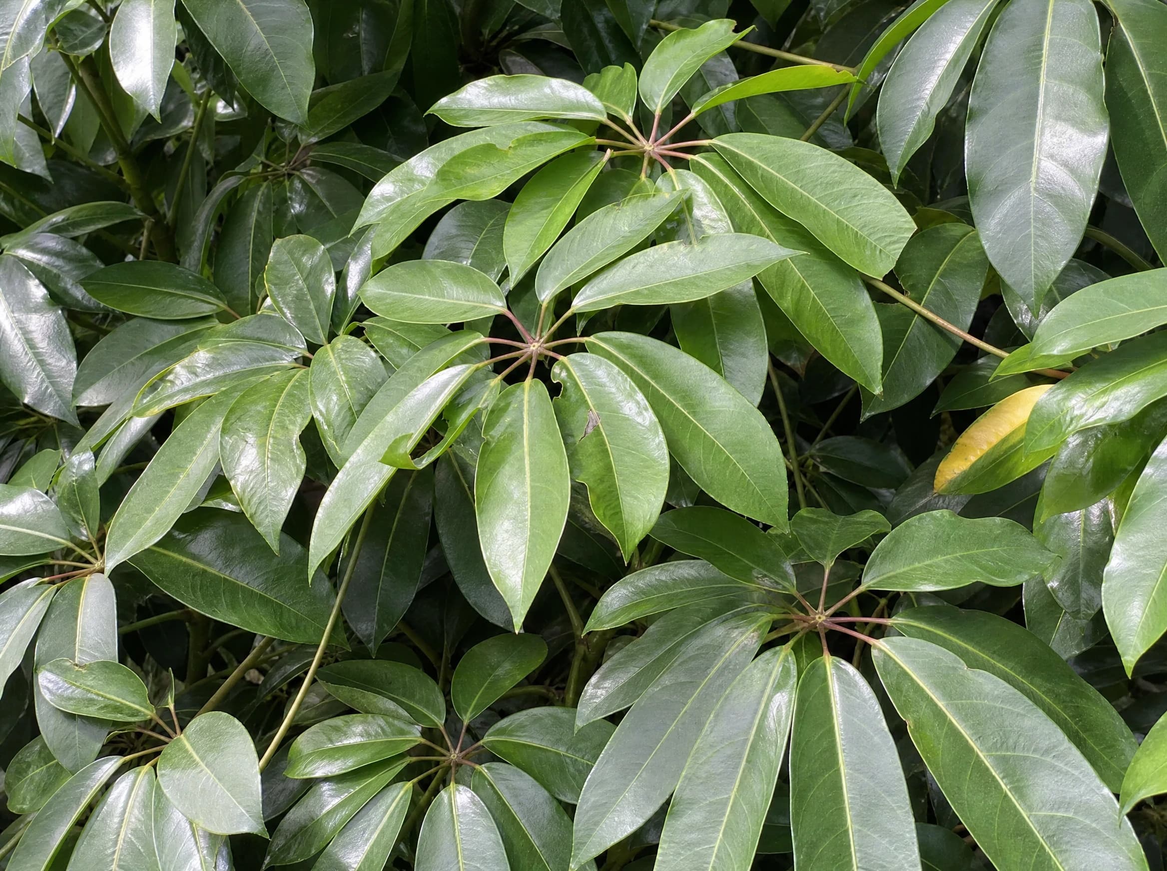 שפלרה עץ (מטריה ירוקה) (schefflera actinophylla) — תקריב עלים, משתלת הדר נוי