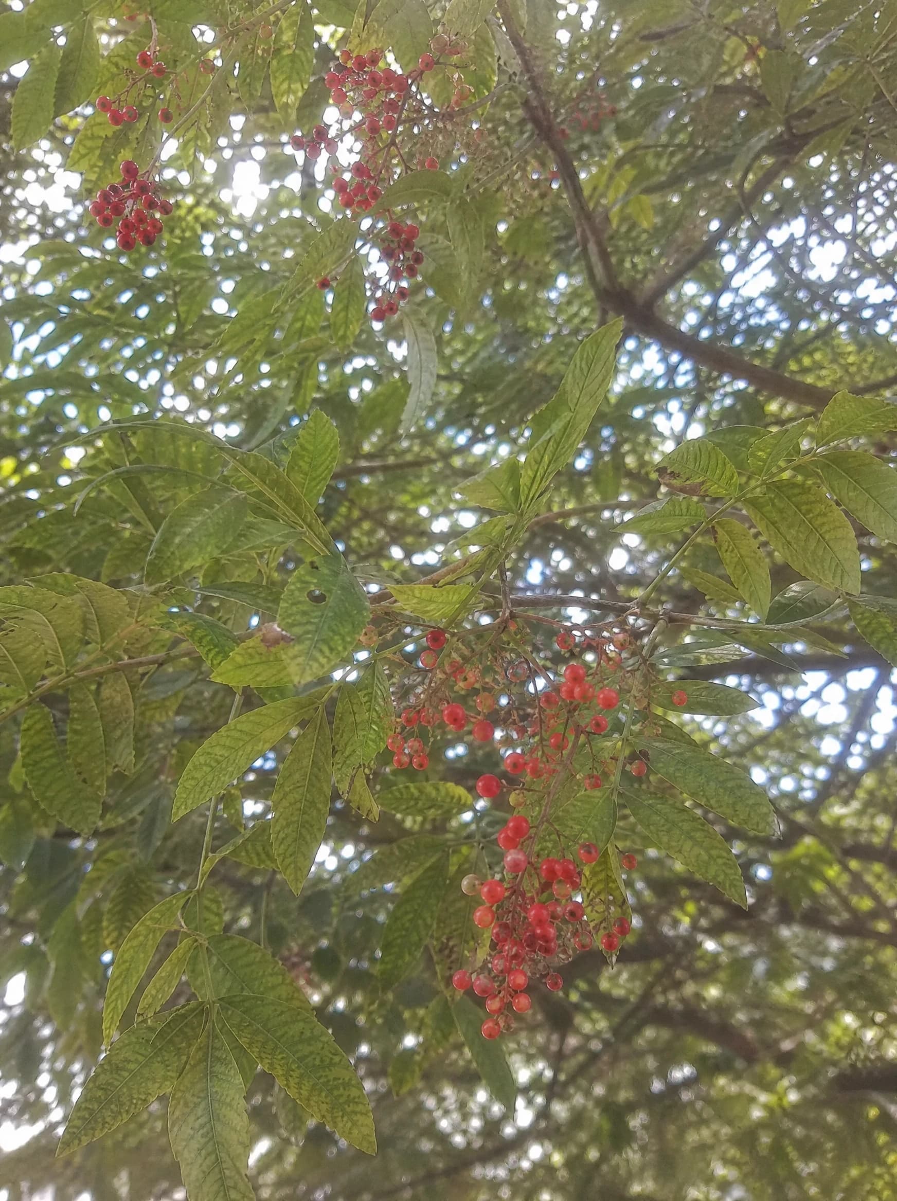 פלפלון סיני (schinus terebinthifolia) — תקריב פרי, משתלת הדר נוי