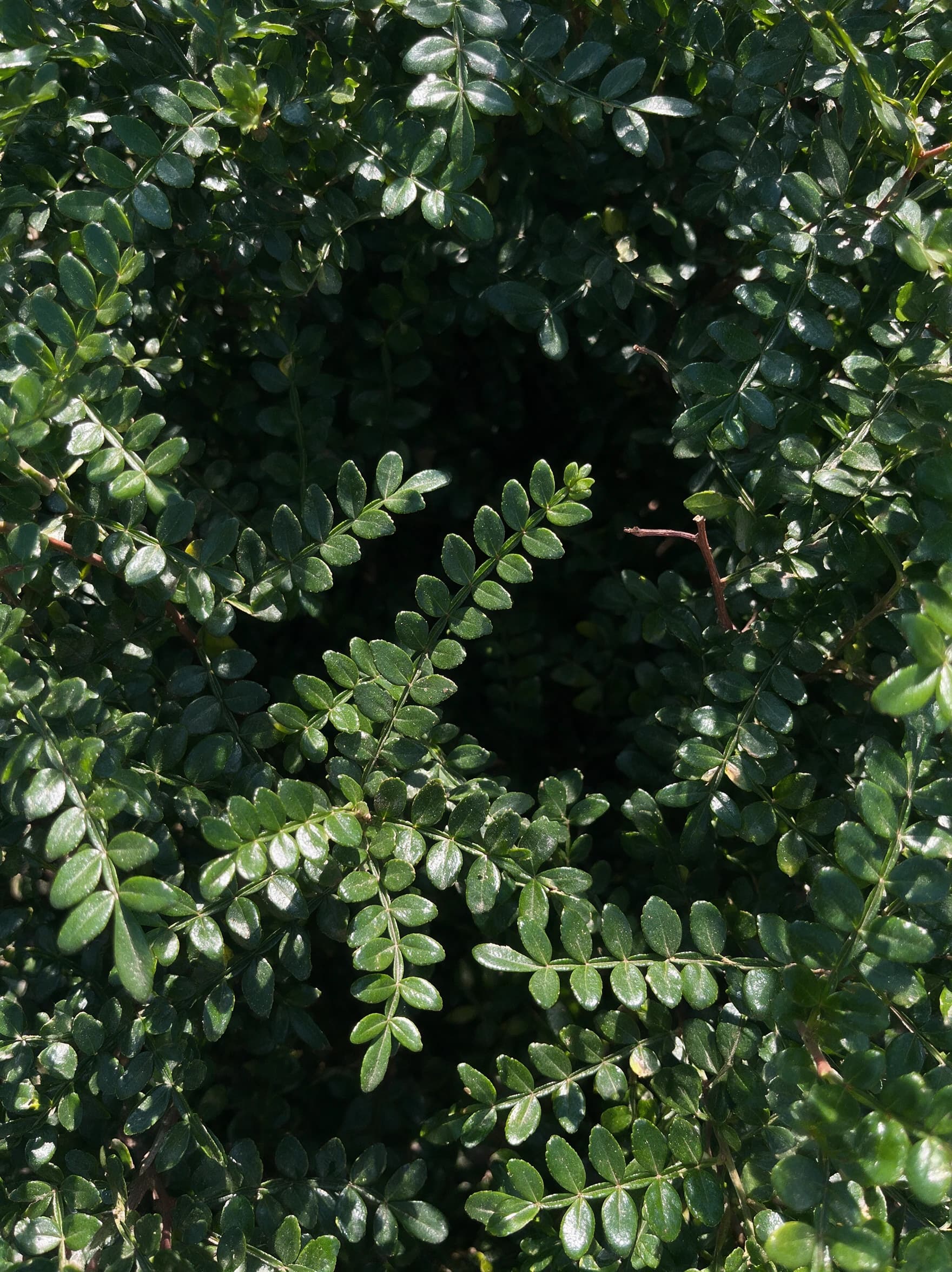 פלפלון סיני (schinus terebinthifolia) — תקריב עלים, משתלת הדר נוי