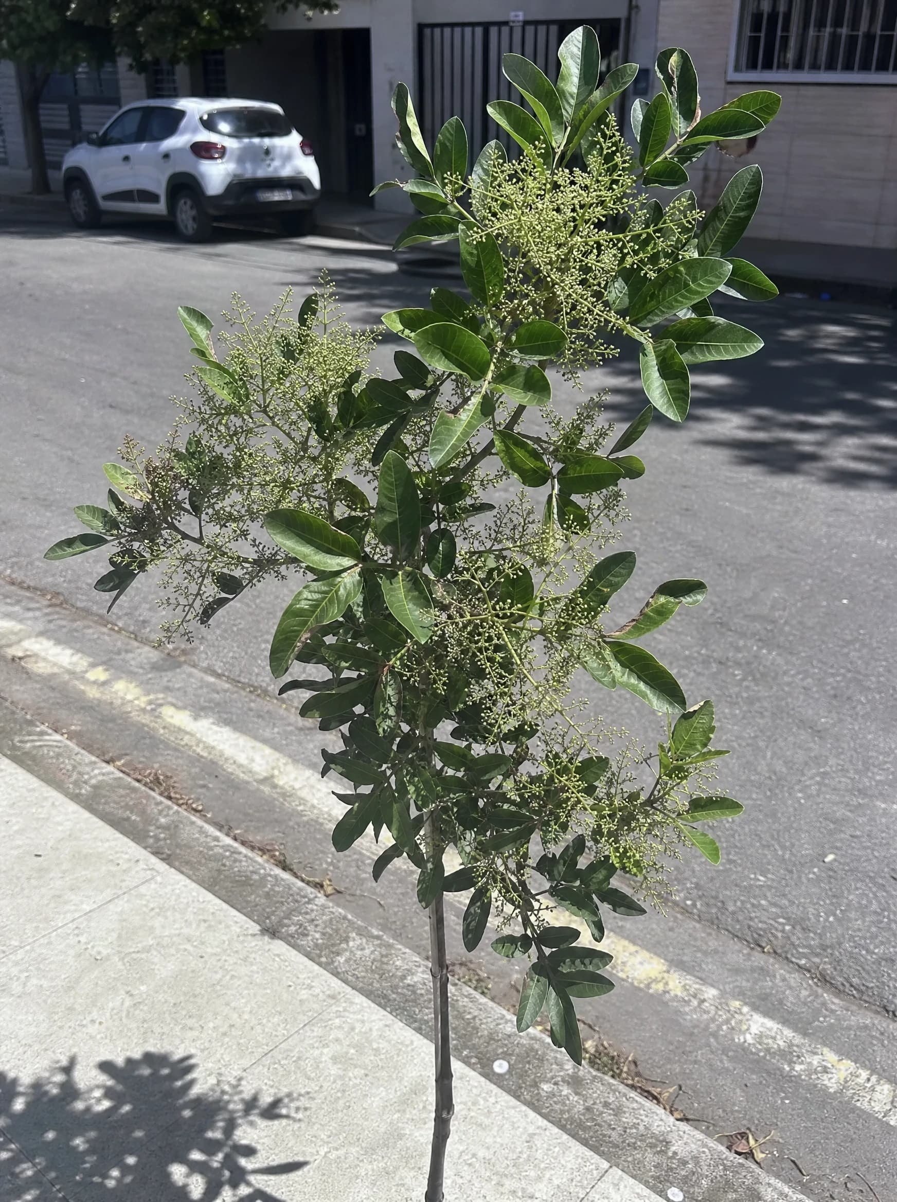 פלפלון סיני (schinus terebinthifolia) — עץ פלפלון צעיר בתפרחות קרמיות לצד שפת מדרכה — הצללה, משתלת הדר נוי