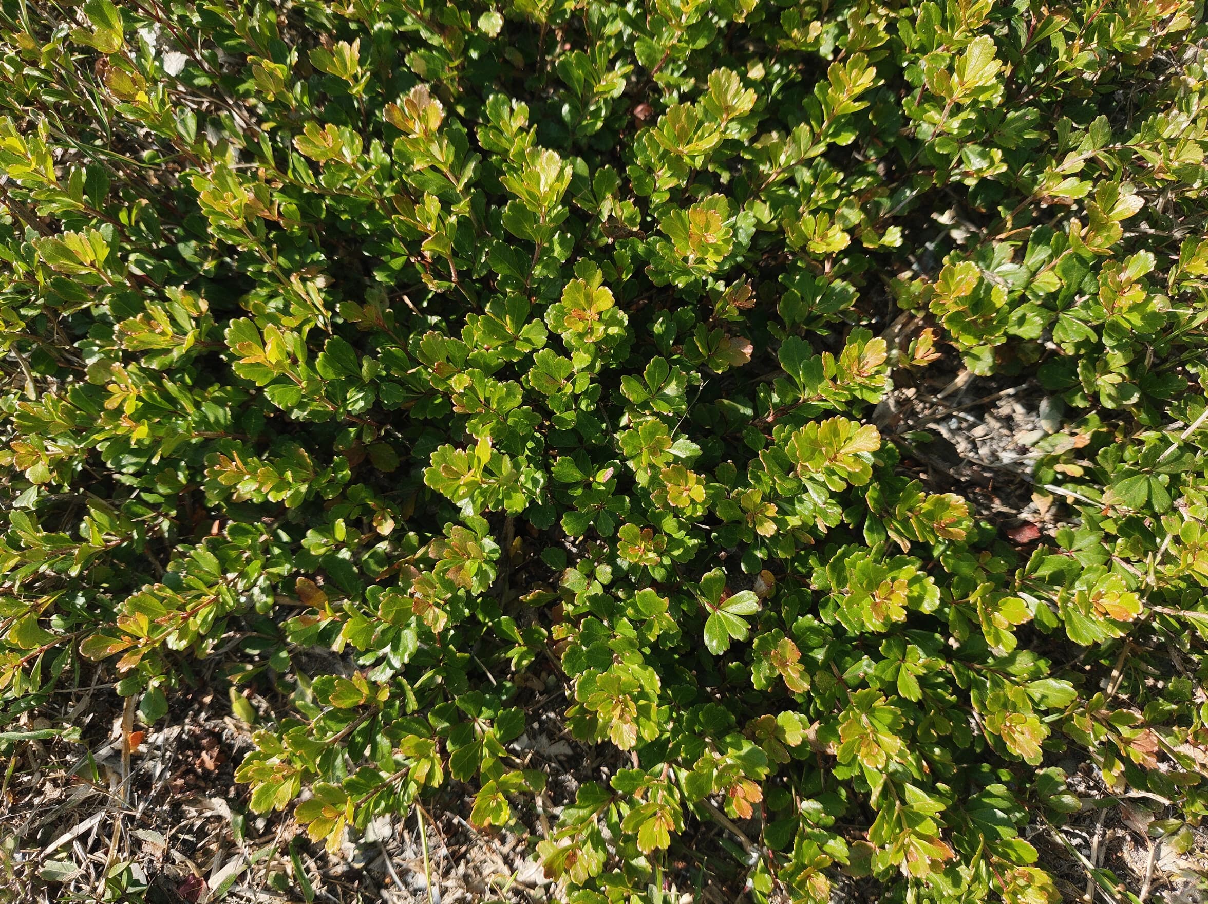 אוג מעוצב גזע (searsia crenata) — תקריב עלים, משתלת הדר נוי