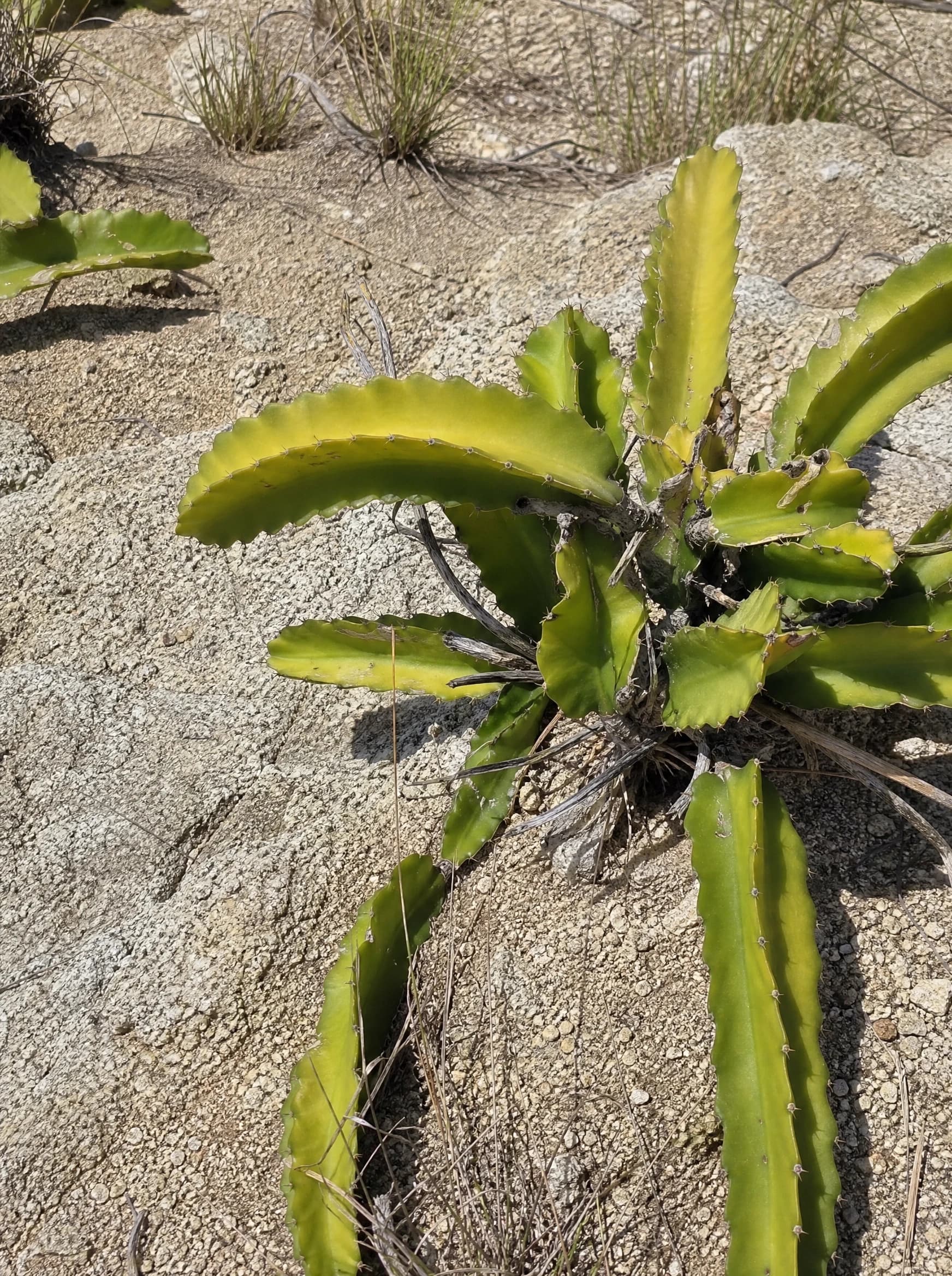 פיטאיה (פרי הדרקון) (selenicereus undatus) — תקריב עלים, משתלת הדר נוי