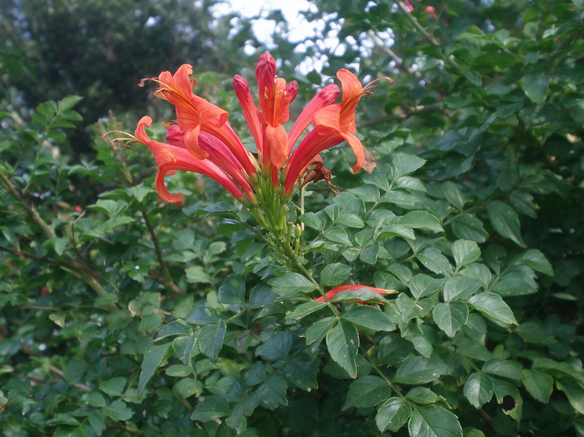 טקומית הכף כתומה (tecoma capensis) — תקריב פריחה, משתלת הדר נוי