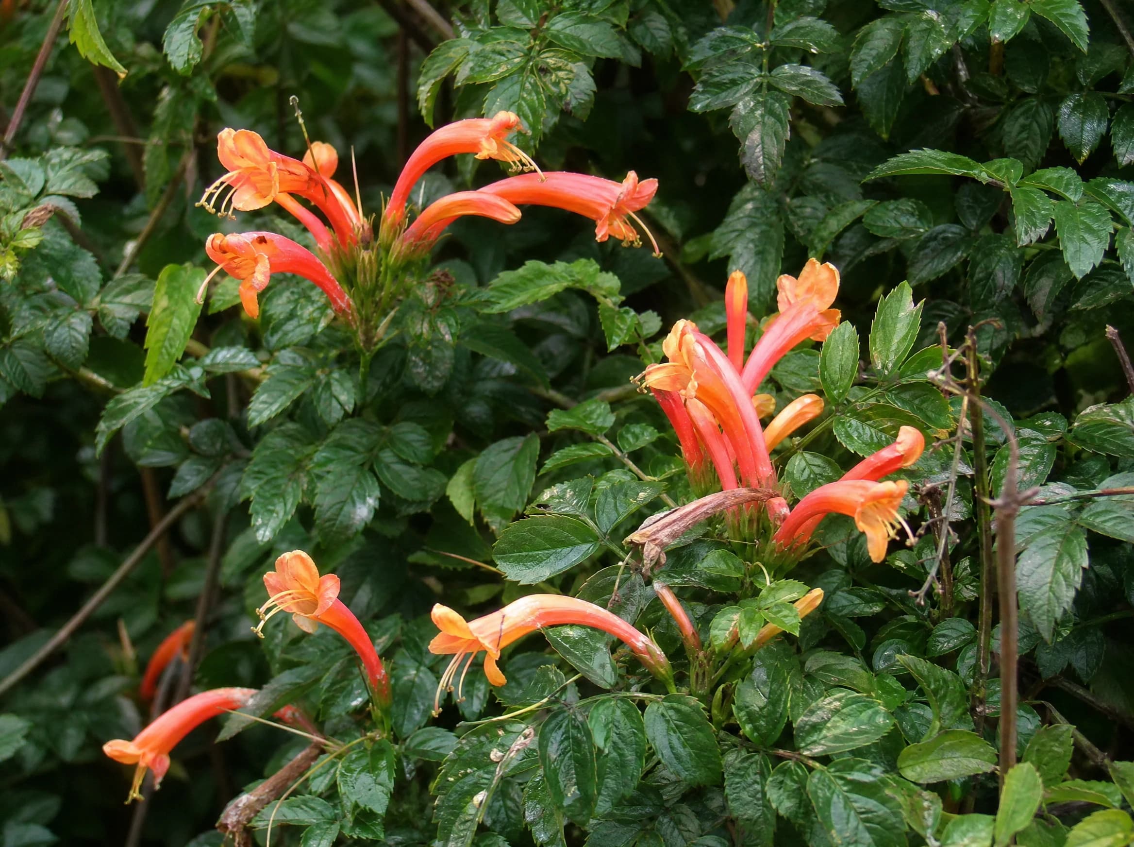 טקומית הכף כתומה (tecoma capensis) — תקריב פריחה, משתלת הדר נוי