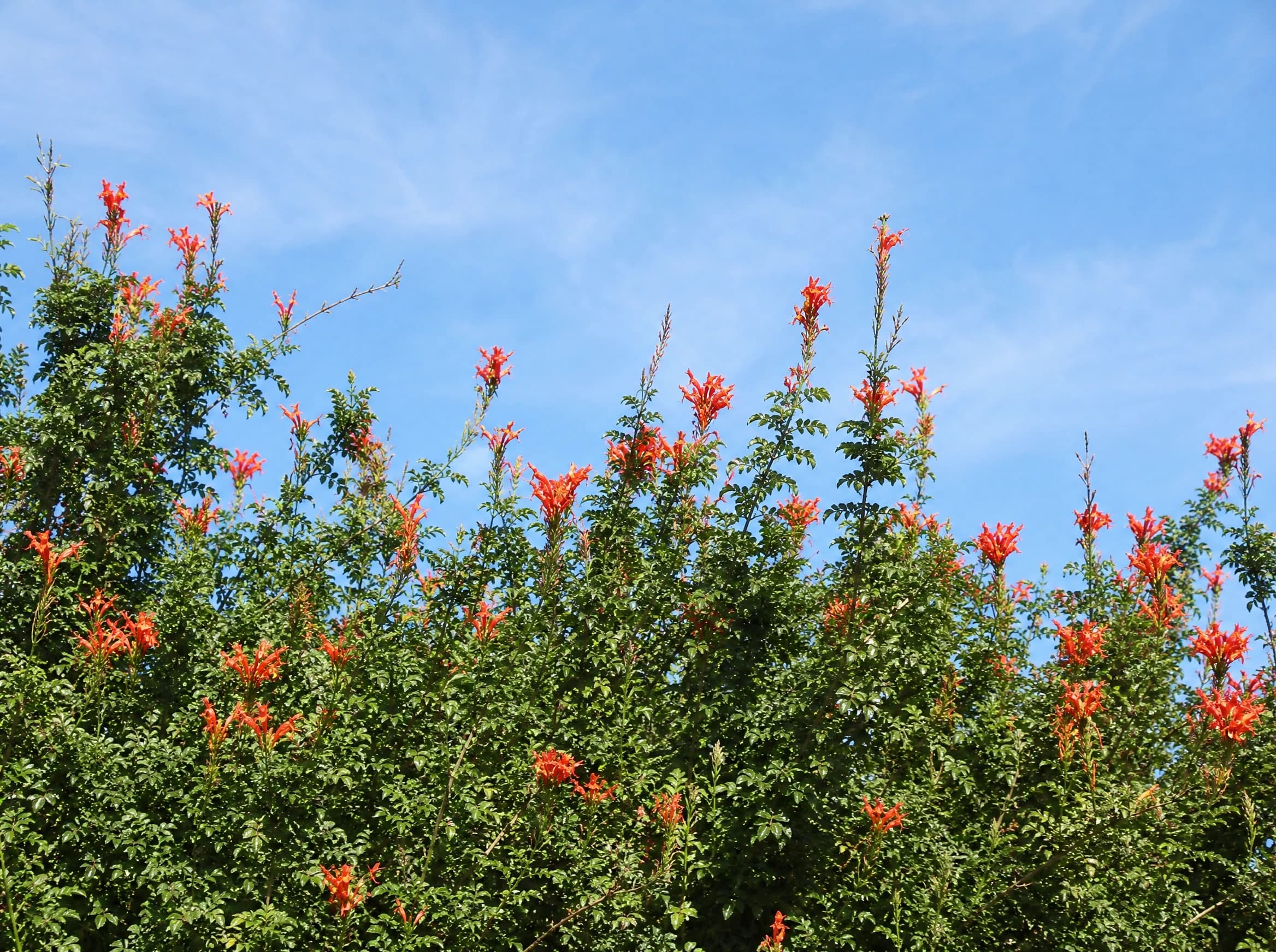 טקומית הכף כתומה (tecoma capensis) — צמרת גדר טקומה בפריחה כתומה על רקע שמיים כחולים — גדר חיה, משתלת הדר נוי