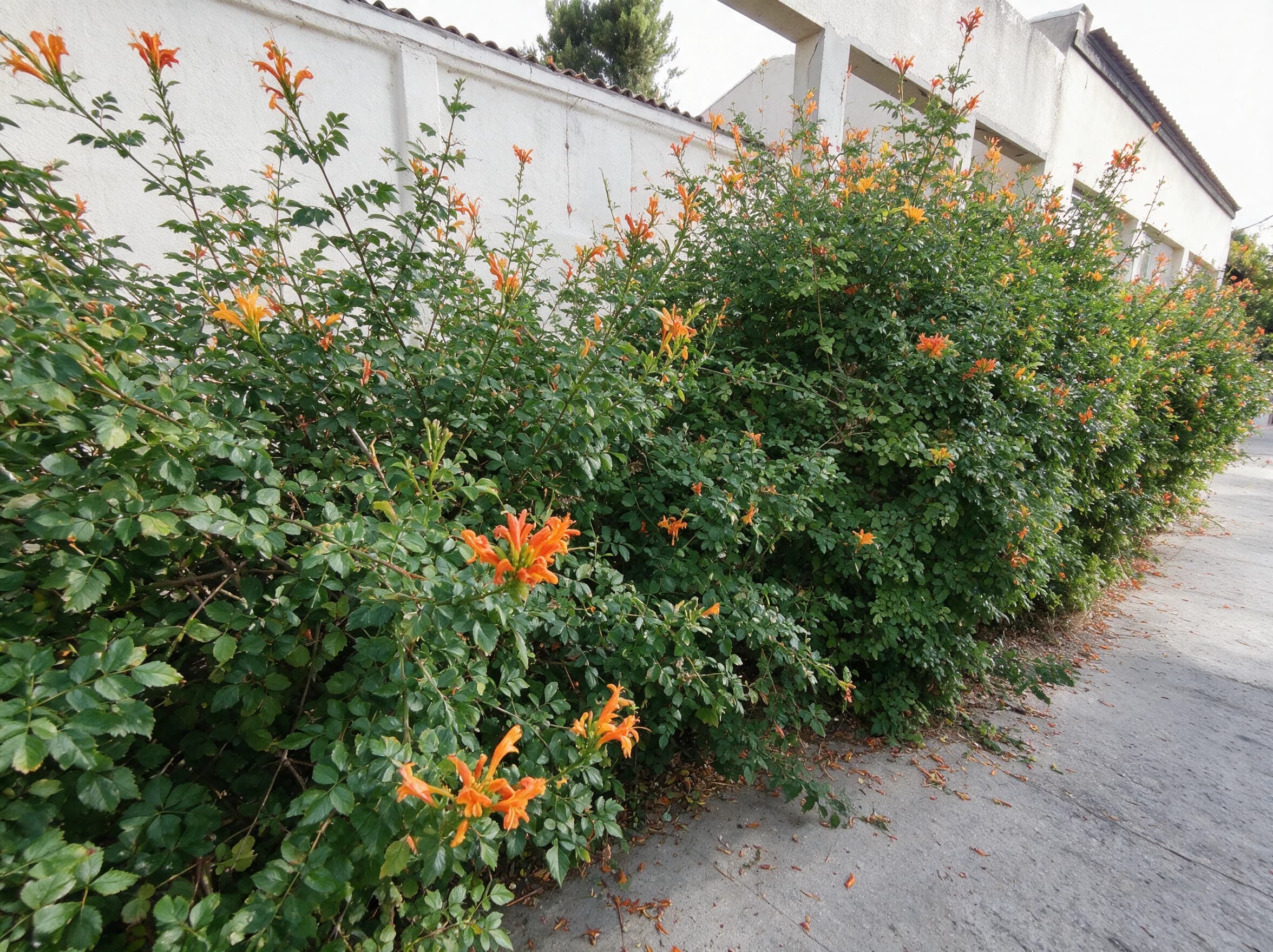 טקומית הכף כתומה (tecoma capensis) — מסך טקומה פורח בכתום לאורך קיר בטון לבן — מסך ירוק להסתרה, משתלת הדר נוי