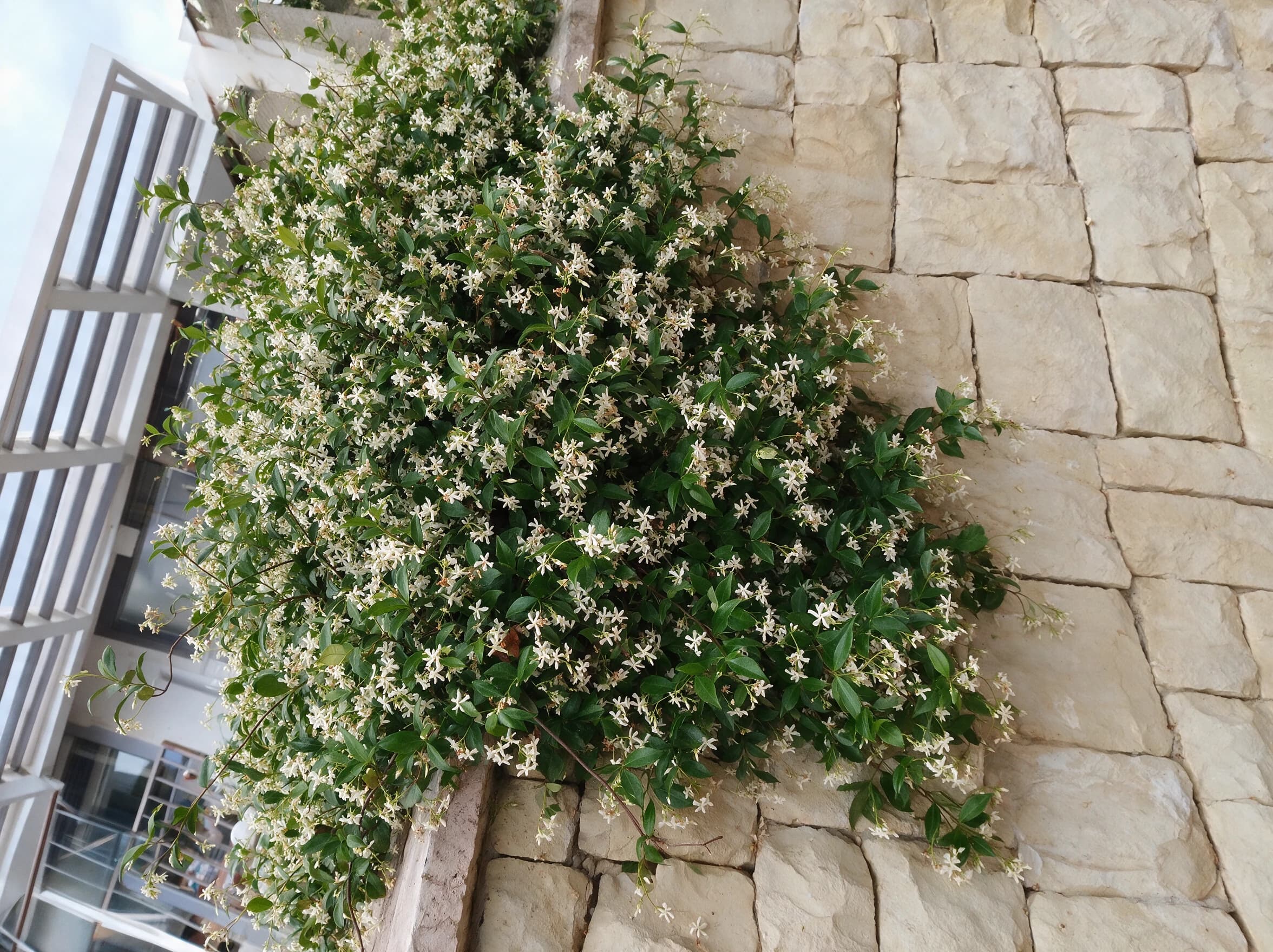 טרכלוספורום יסמיני (trachelospermum jasminoides) — טרכלוספורום יסמיני פורח בלבן נשפך מעל קיר אבן מעל מרפסת בריכה — מטפס על קיר ופרגולה, משתלת הדר נוי
