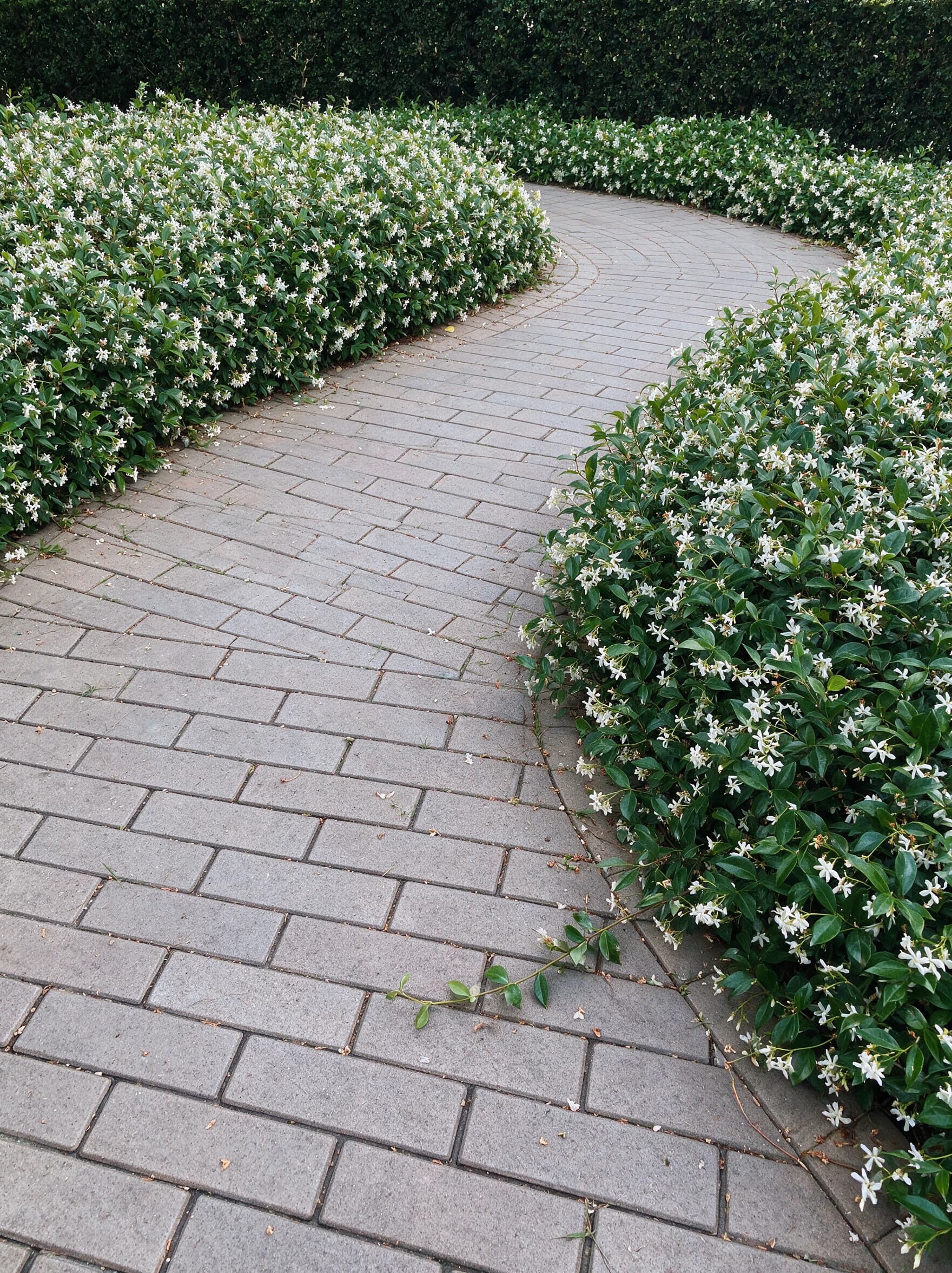 טרכלוספורום יסמיני (trachelospermum jasminoides) — מרבד יסמין רשמי פורח בלבן משני צדי שביל מרוצף מתעקל — כיסוי קרקע, משתלת הדר נוי
