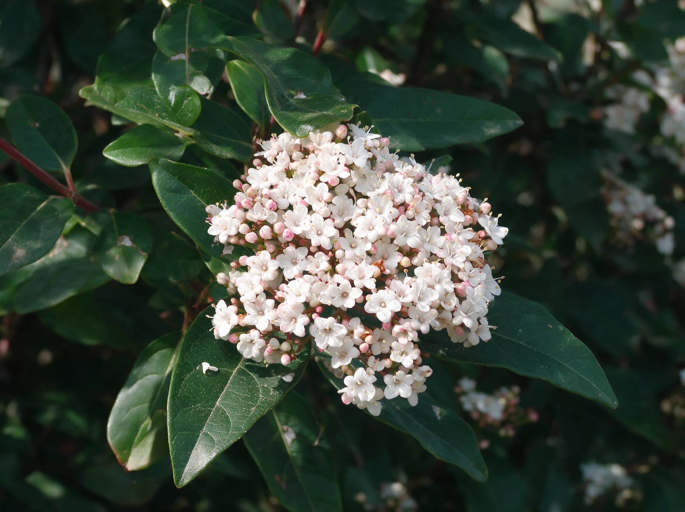 מורן החורש (viburnum tinus) — תקריב פריחה, משתלת הדר נוי