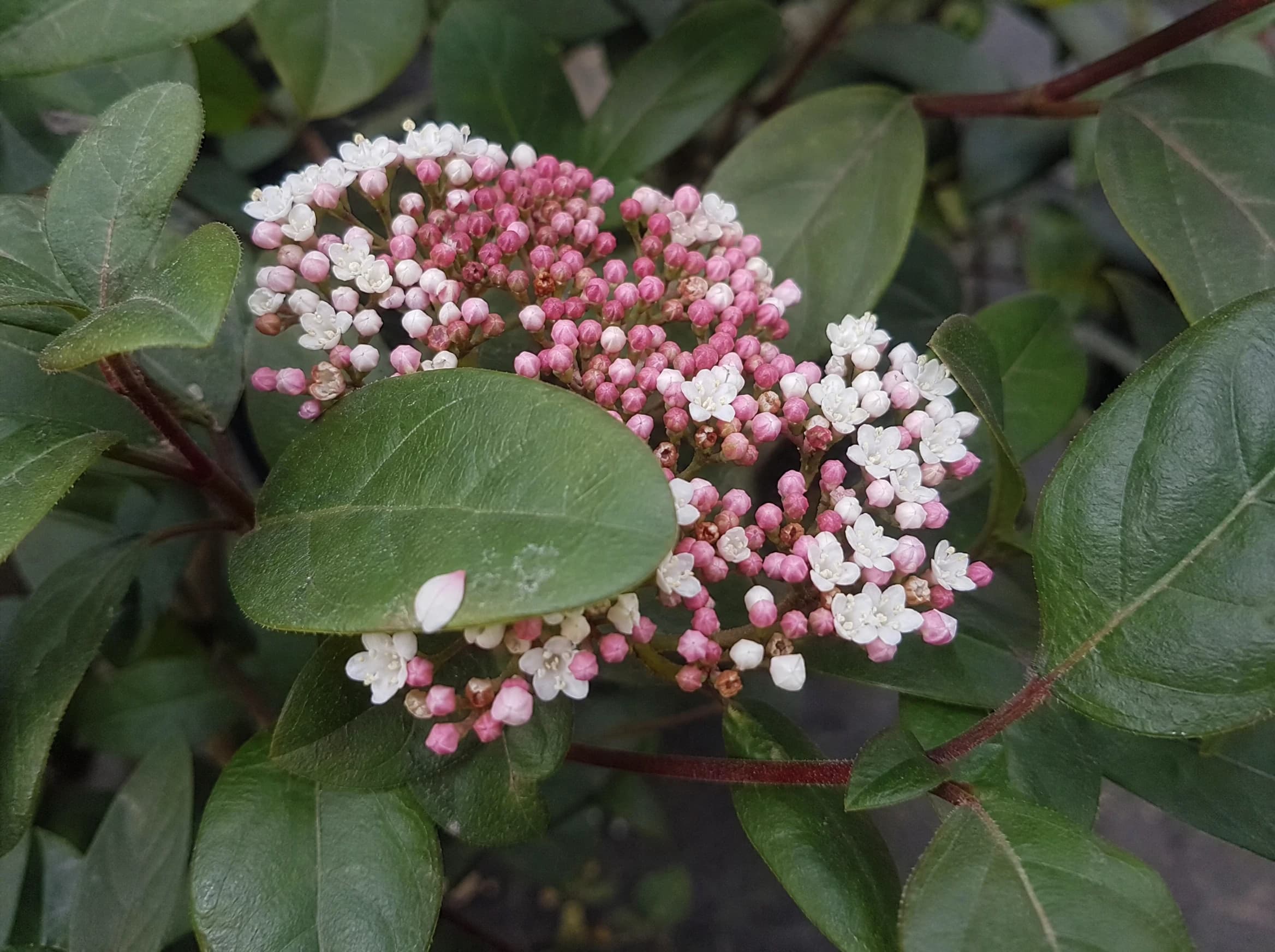 מורן החורש (viburnum tinus) — תקריב פריחה, משתלת הדר נוי