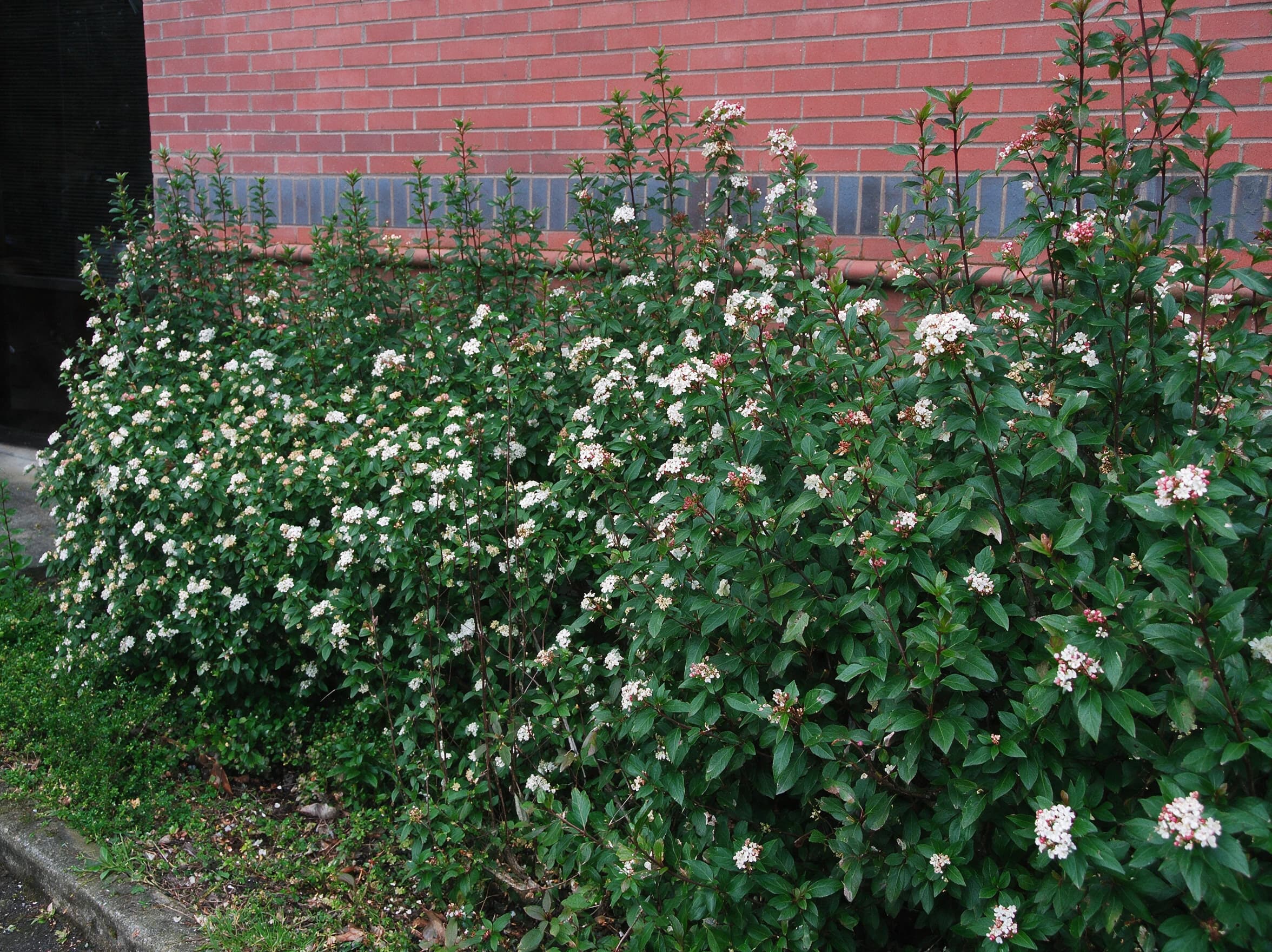 מורן החורש (viburnum tinus) — גדר דורנטה בתפרחות לבנות שטוחות לאורך קיר לבנים אדום — גדר חיה, משתלת הדר נוי