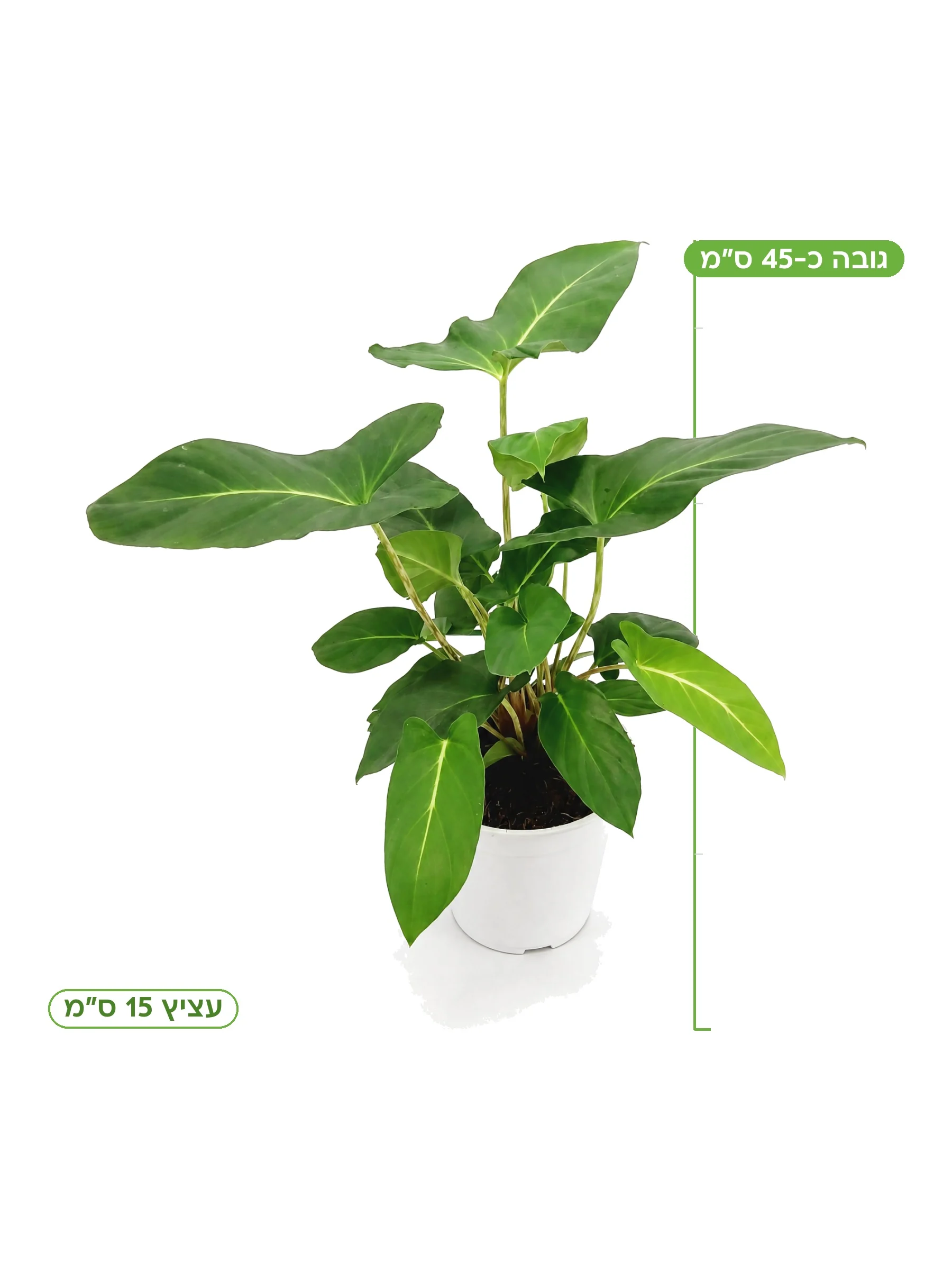 אדלונימה קריניפס עציץ 15 ס״מ, גובה כ-45 ס״מ