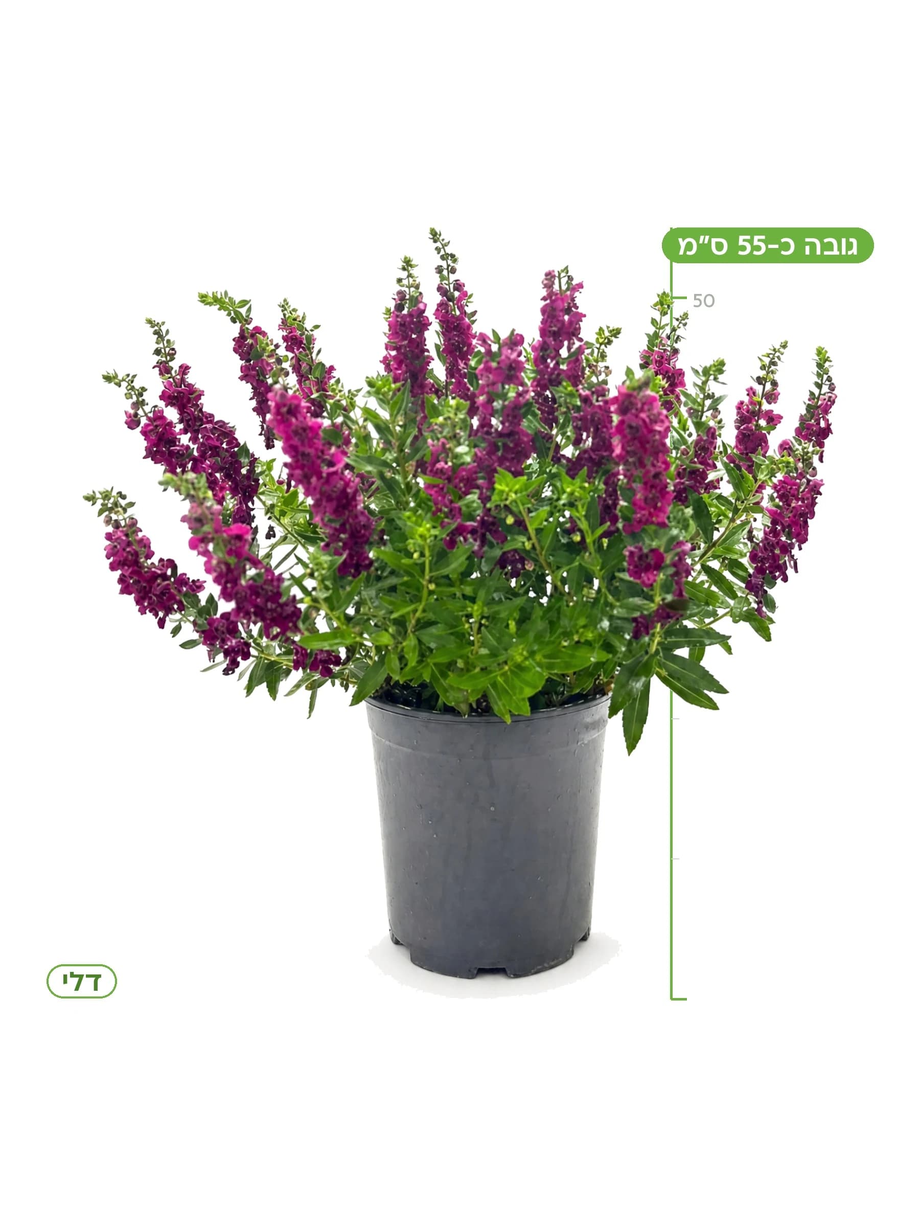 אנגלוניה בורדו, גובה כ-55 ס״מ