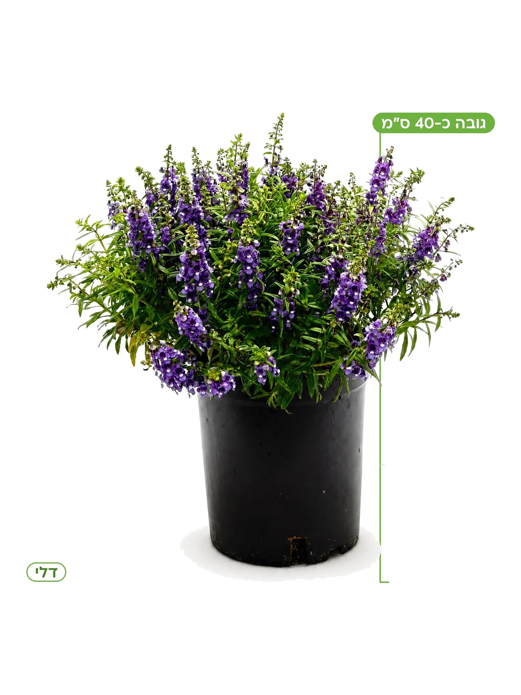 אנגלוניה סגול כהה, גובה כ-40 ס״מ