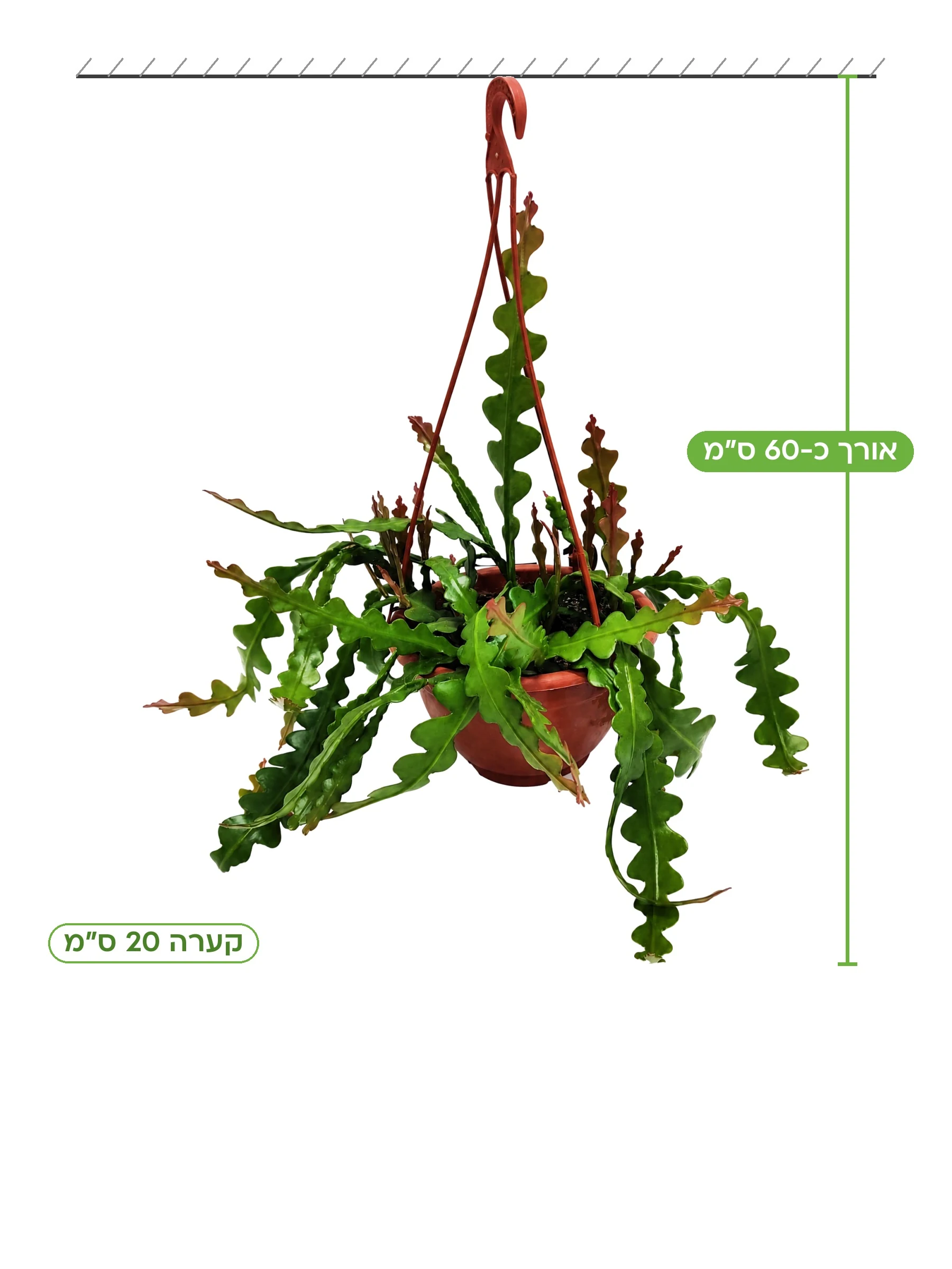 אפיפילום זיג זג קערה 20 ס״מ, גובה כ-60 ס״מ