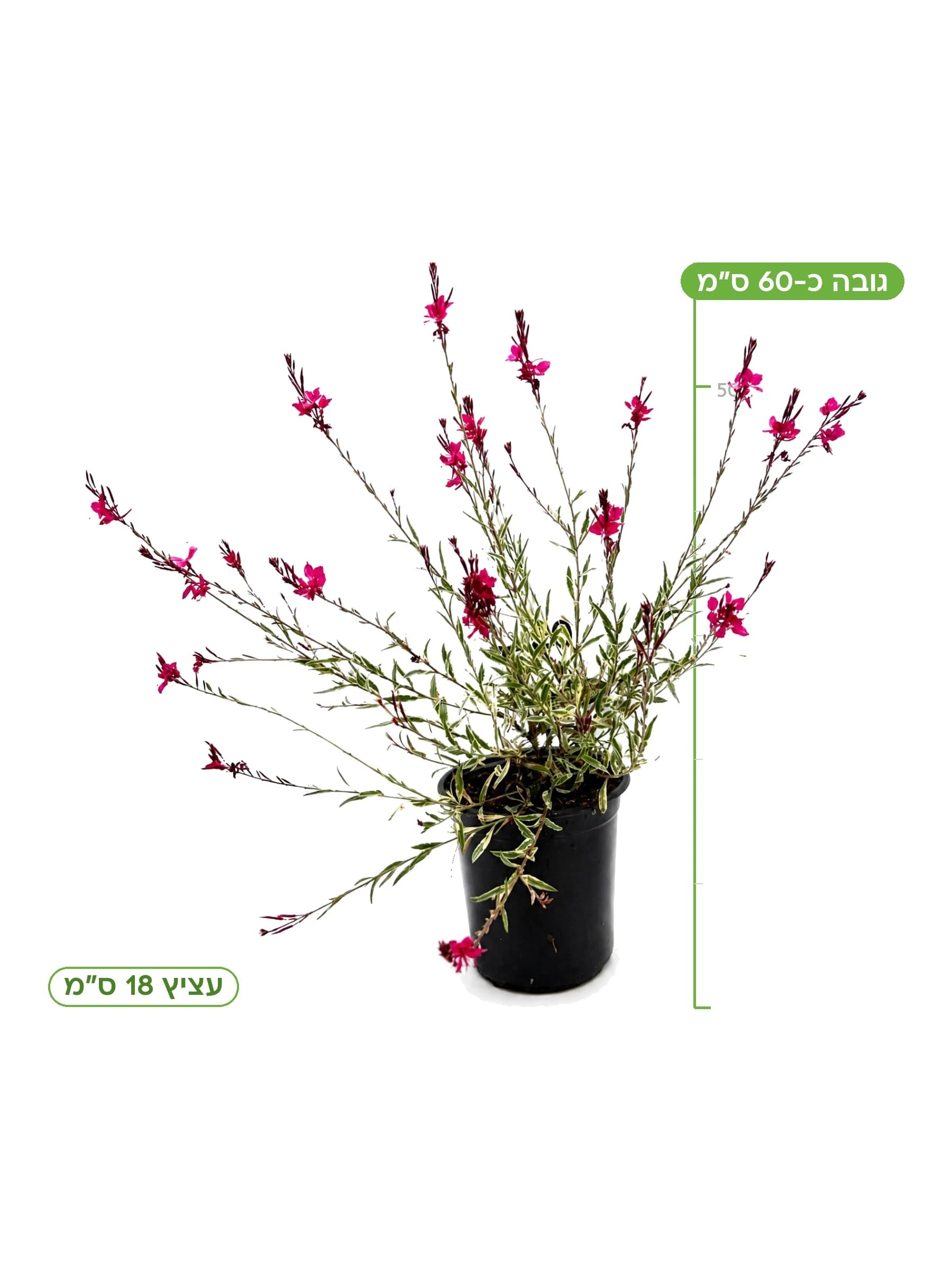 גאורה גמביט, גובה כ-60 ס״מ