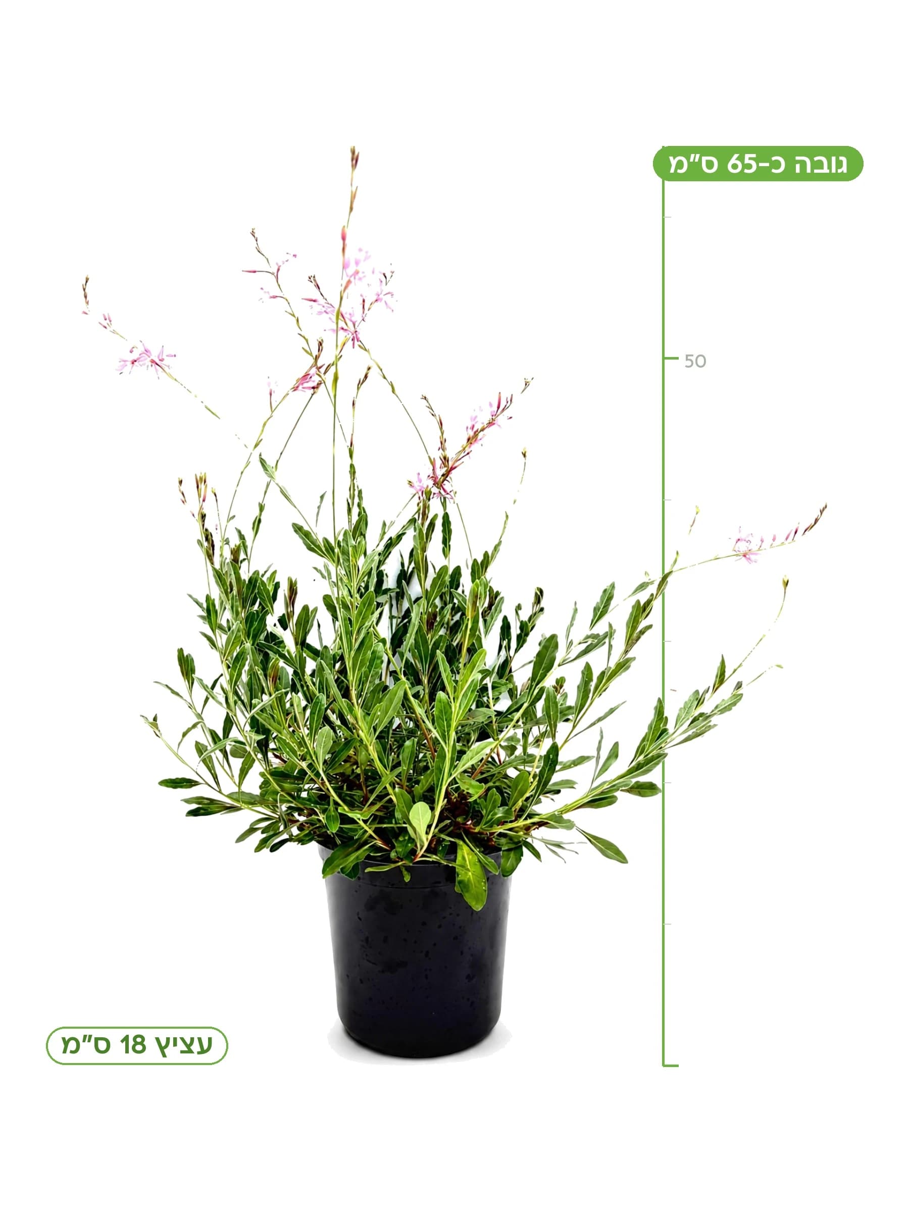 גאורה מיקס ורוד ולבן, גובה כ-65 ס״מ