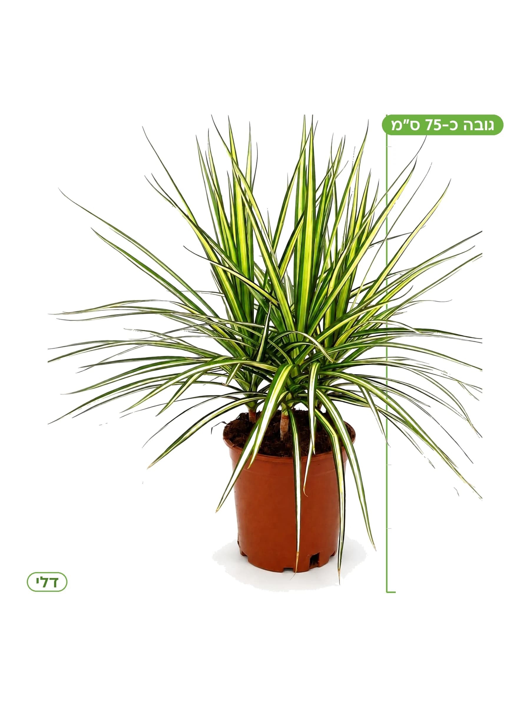 דרצנה שלישייה סאן ריי, גובה כ-75 ס״מ