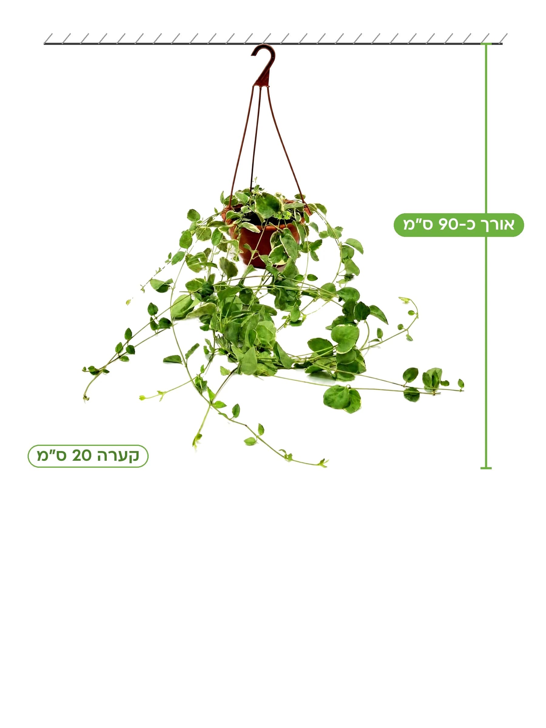 וינקה מגוונת קערה תלויה 20 ס״מ, גובה כ-90 ס״מ