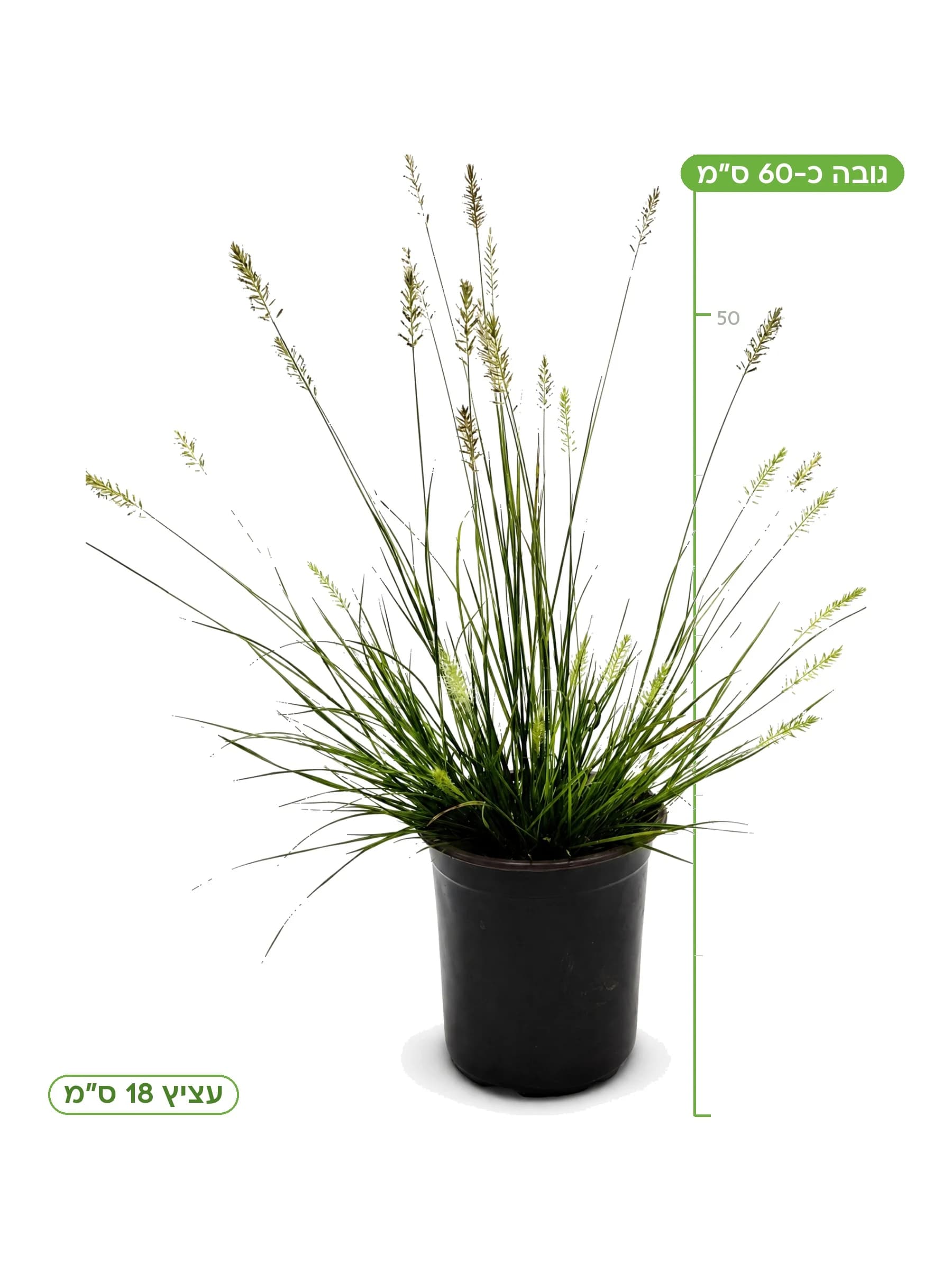 זיף נוצה ירוק המלין, עציץ 18 ס״מ, גובה כ-60 ס״מ