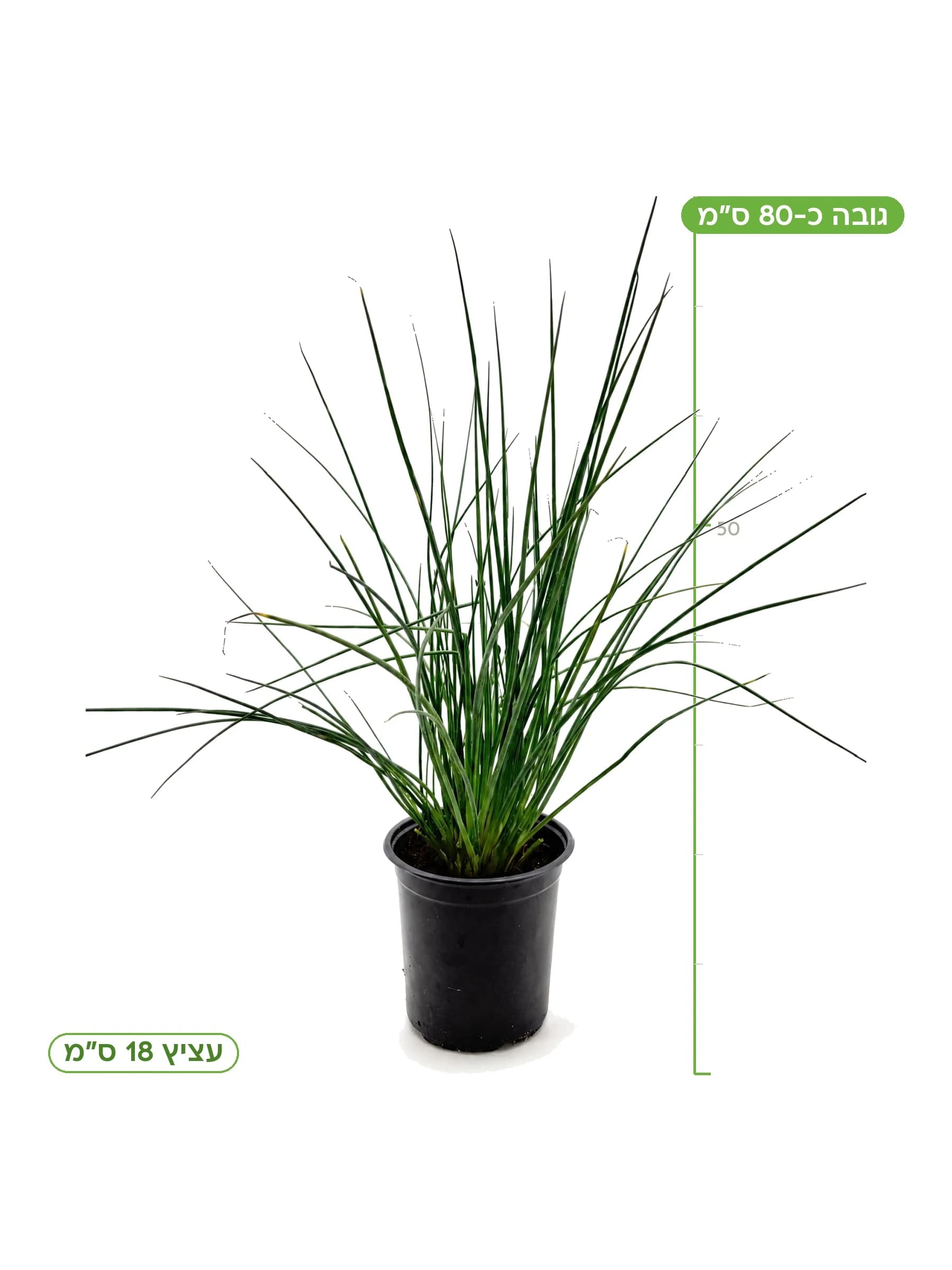 עירית עציץ 18 ס״מ, גובה כ-80 ס״מ