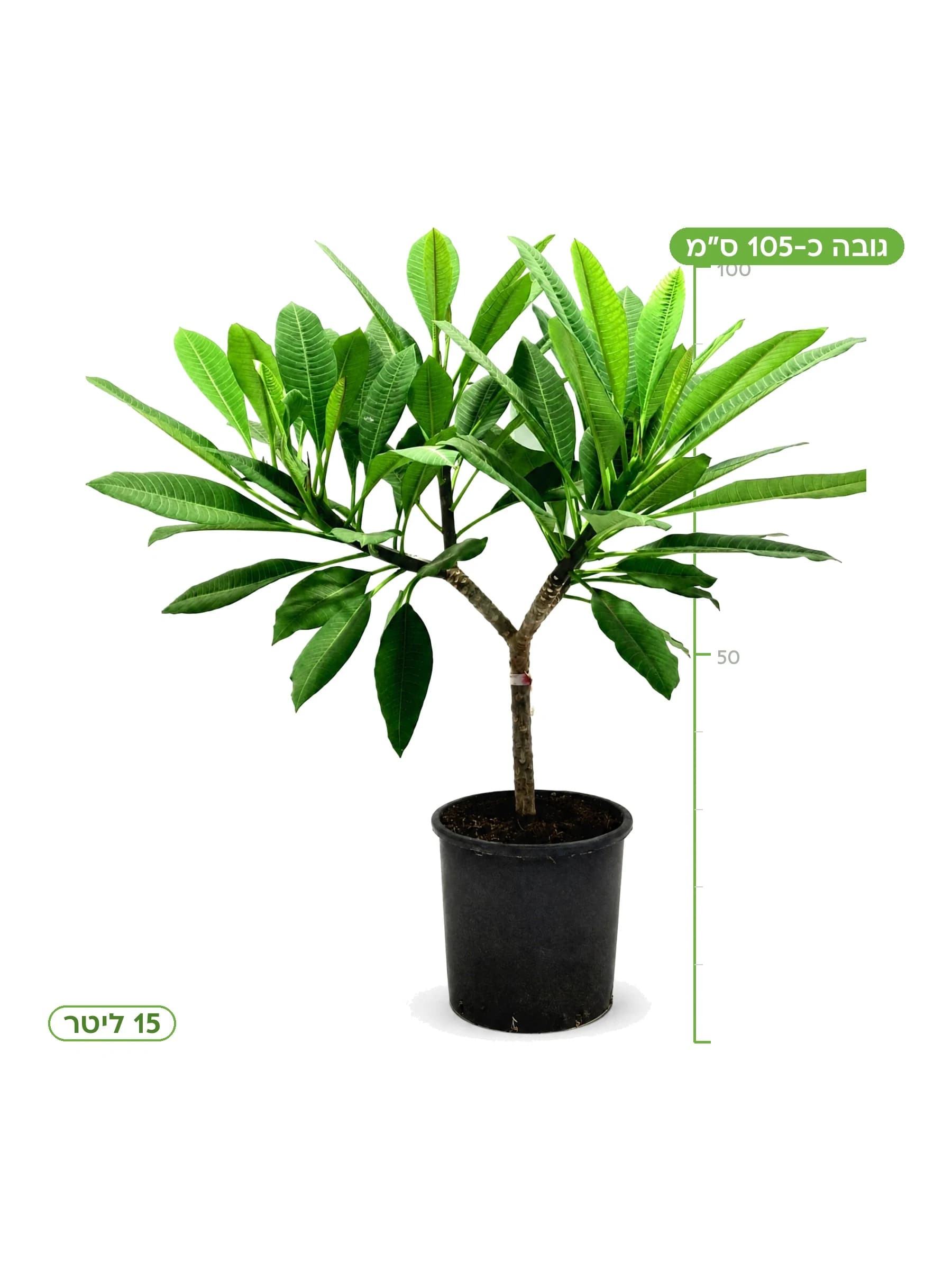 פלומריה מיקס גוונים 15 ליטר, גובה כ-105 ס״מ