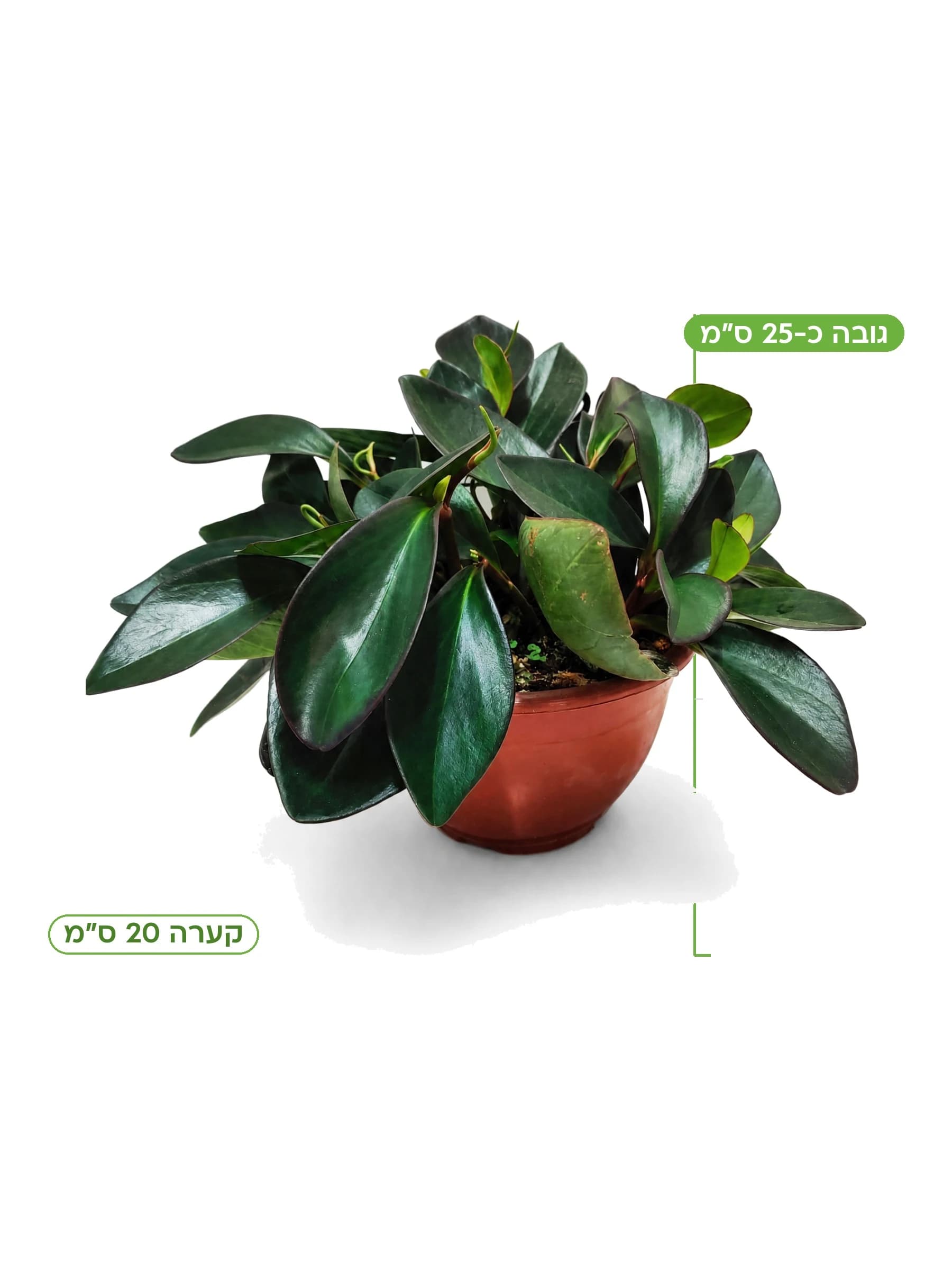 פפרומיה אקוודור כהה, גובה כ-25 ס״מ