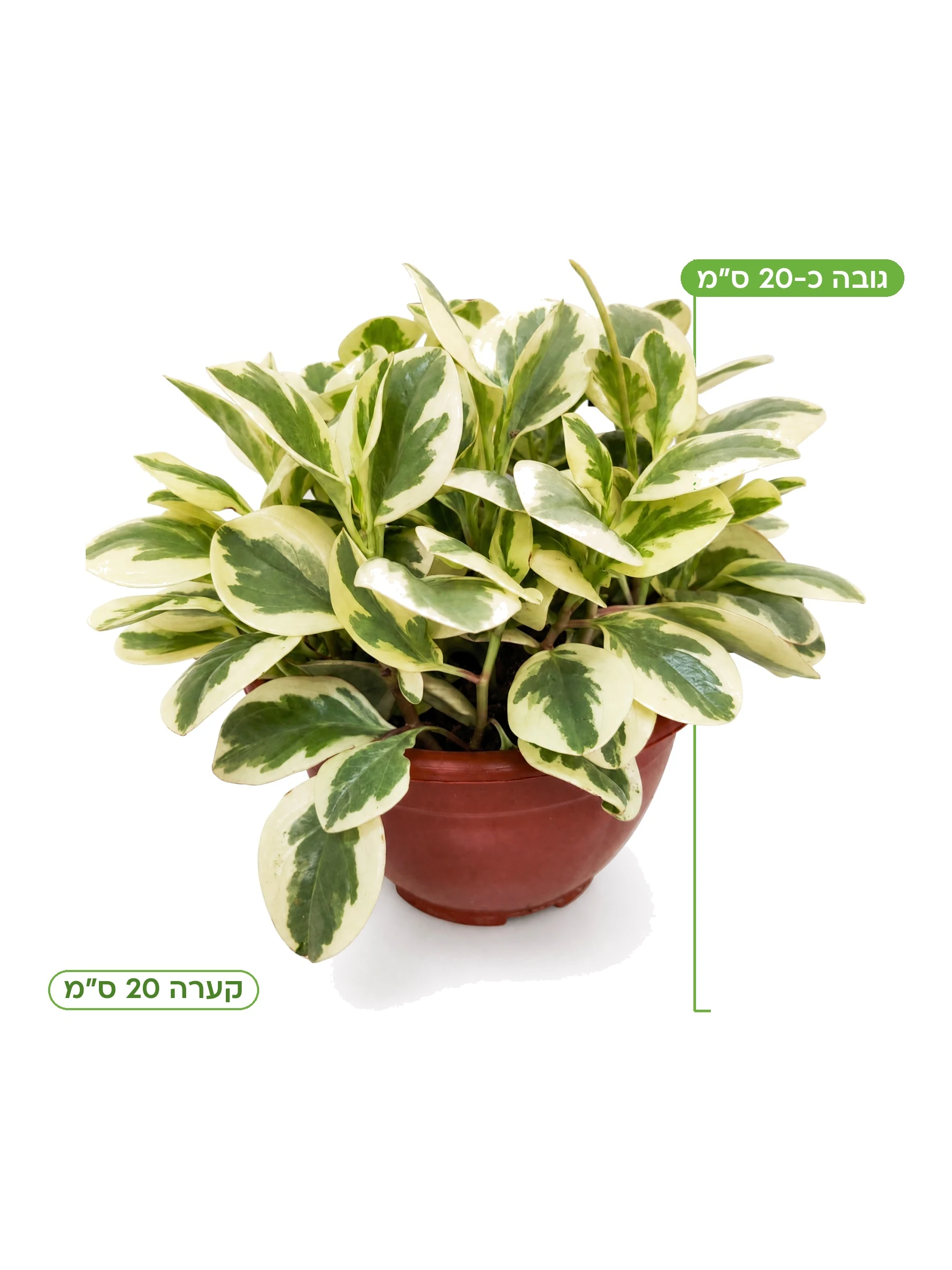 פפרומיה מגניפוליה לבנה, גובה כ-20 ס״מ
