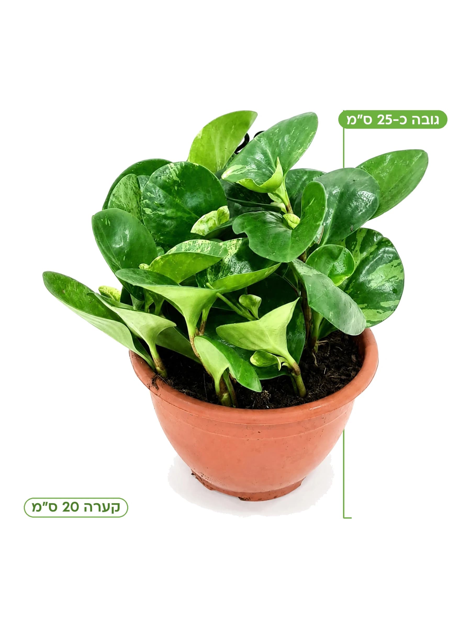 פפרומיה מגניפוליה שיש, גובה כ-25 ס״מ