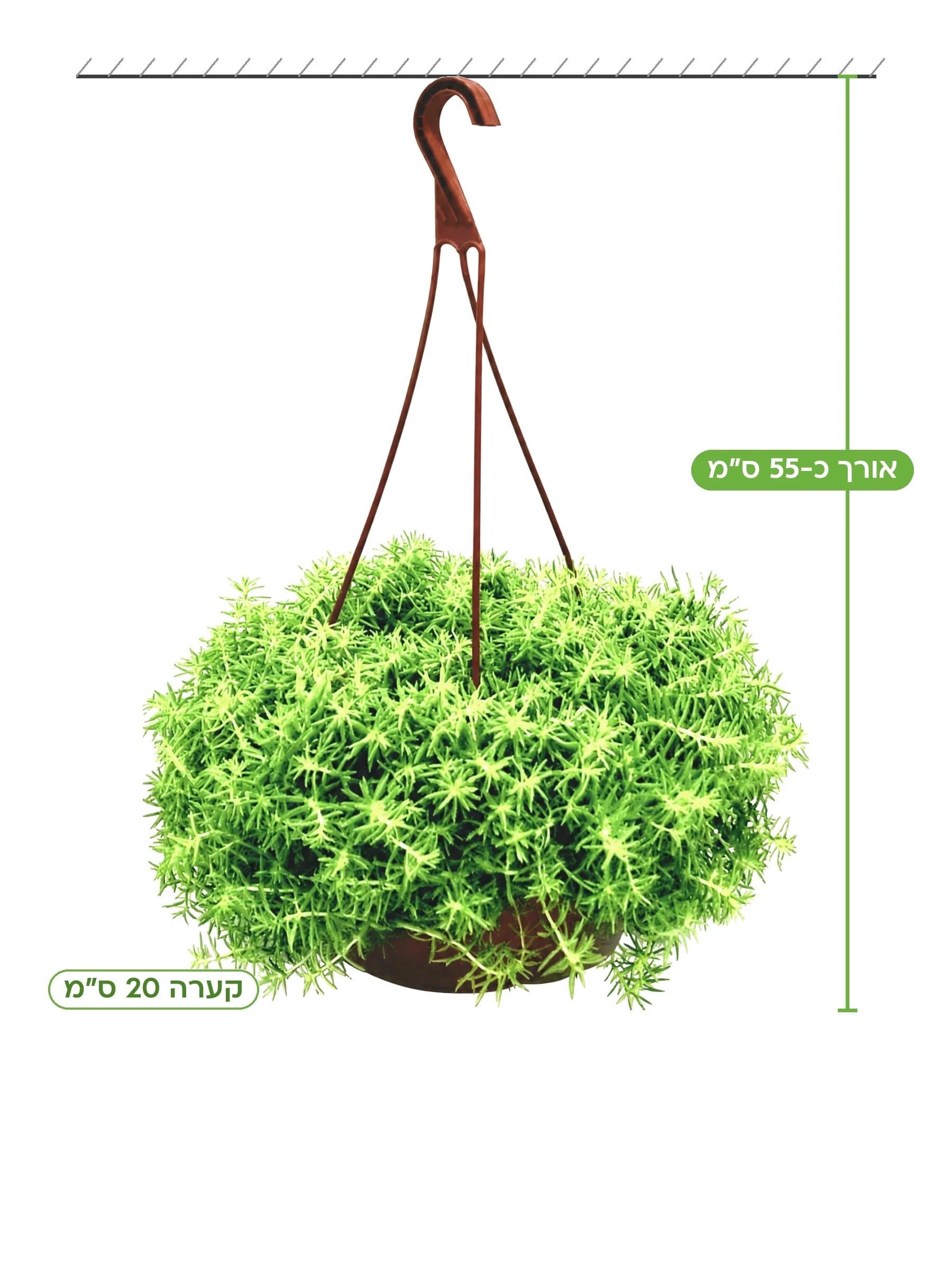 צורית הסלעים, גובה כ-55 ס״מ
