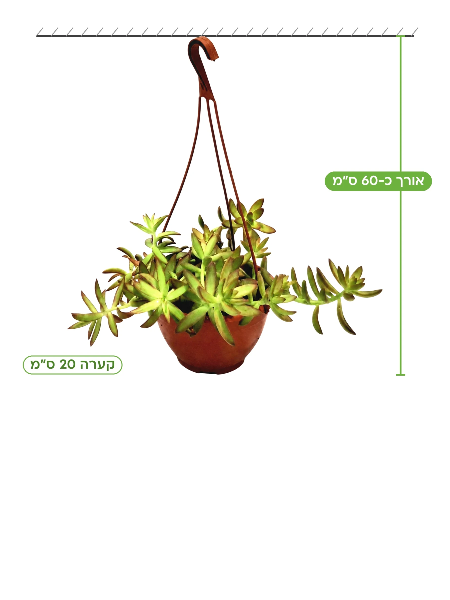 צורית נוסבאומר, גובה כ-60 ס״מ
