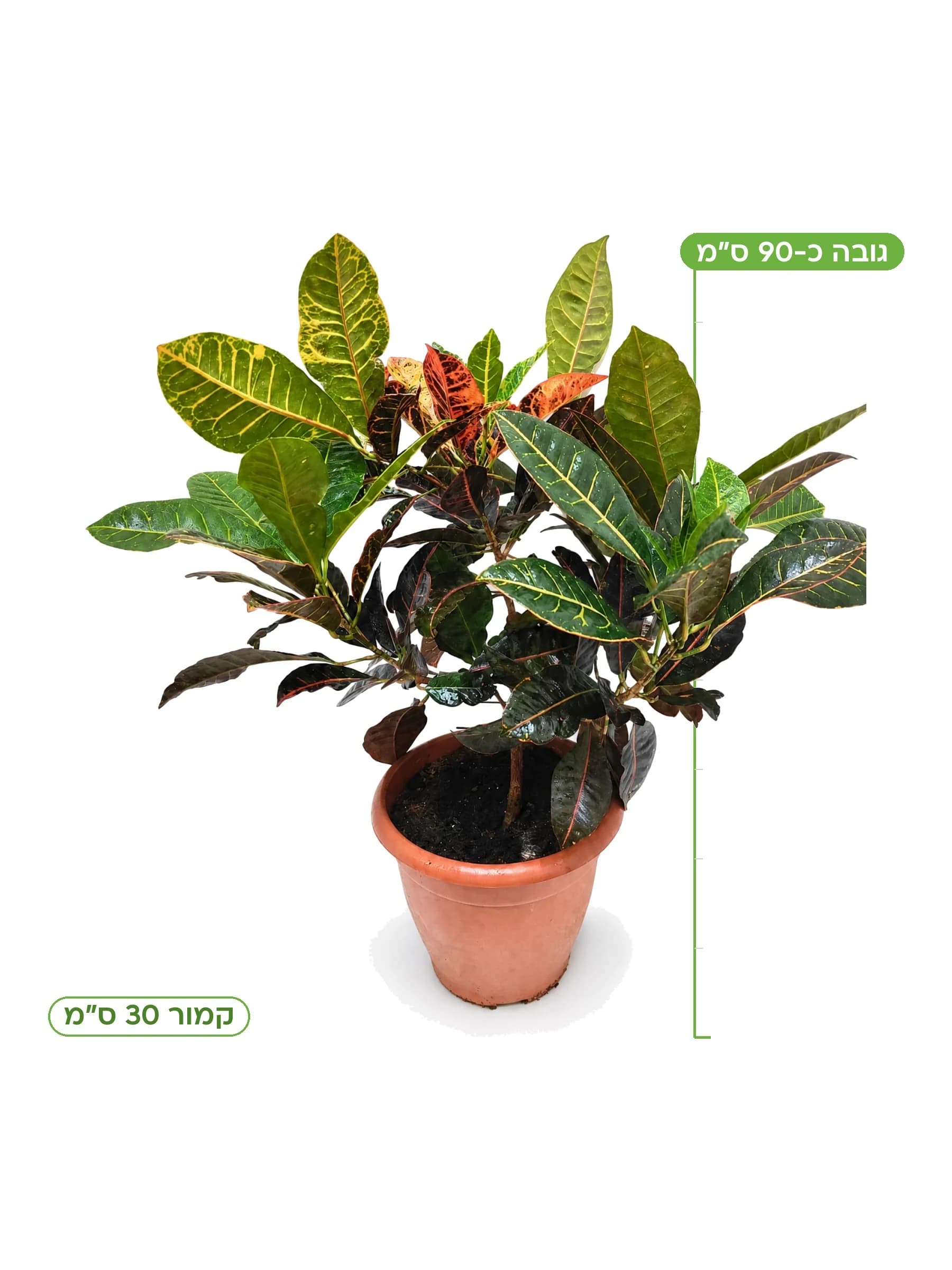 קרוטון פטרה קמור 30 ס״מ, גובה כ-90 ס״מ