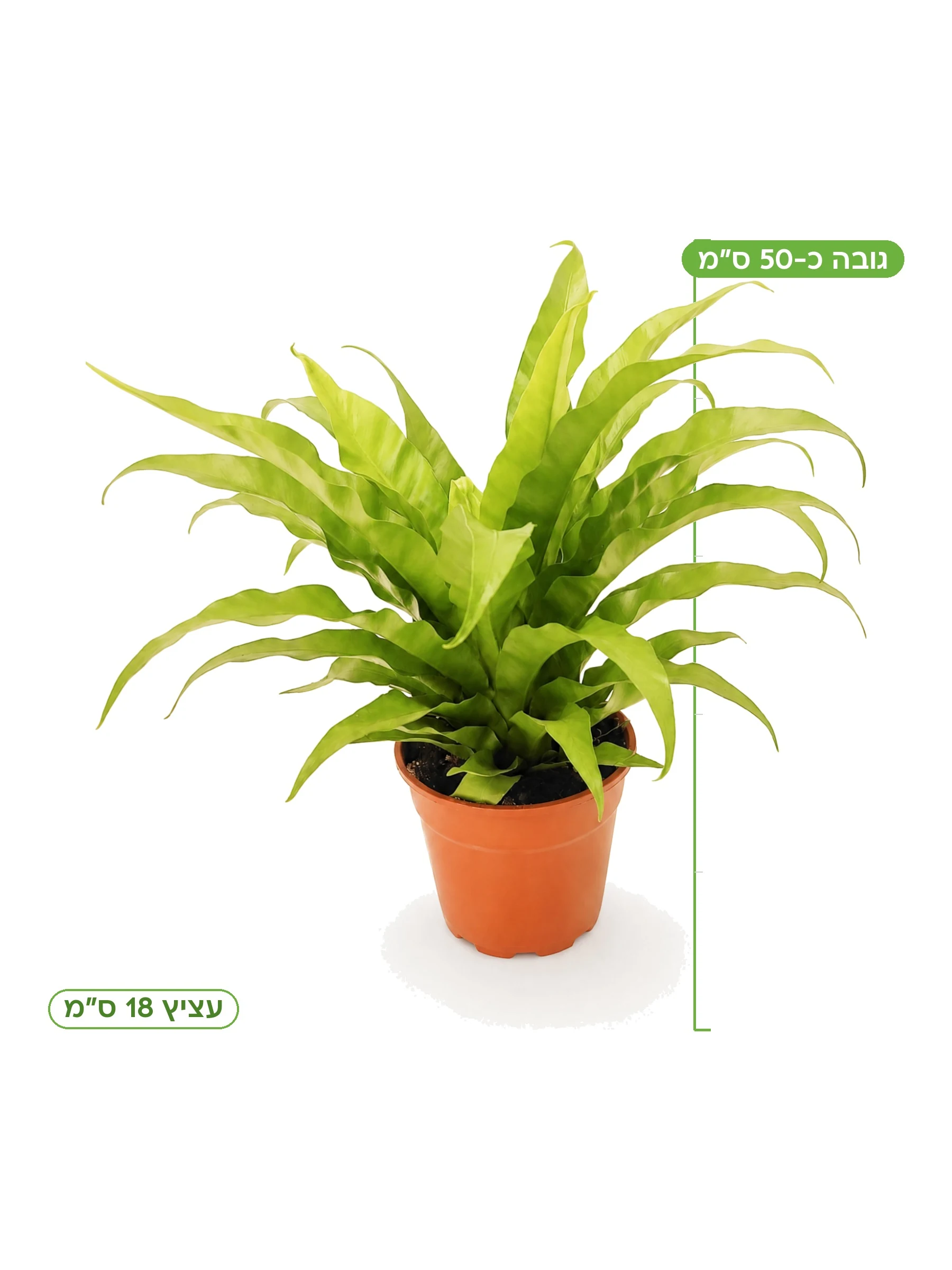 שרך קן ציפור ׳אנטיקום׳ עציץ 18 ס״מ, גובה כ-50 ס״מ