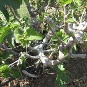 תאנה ברזילאית- עצי פרי בוגרים למכירה | הדר נוי משתלות