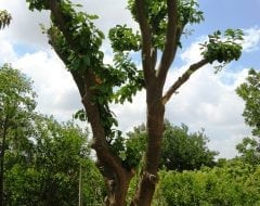 עץ אשכולית בוגר - עצי פרי בוגרים למכירה | הדר נוי משתלות