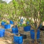 קלמנטינה אור - עצי פרי בוגרים למכירה | הדר נוי משתלות