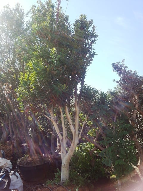 עץ אגוז מקדמיה - עצי פרי בוגרים למכירה | הדר נוי משתלות