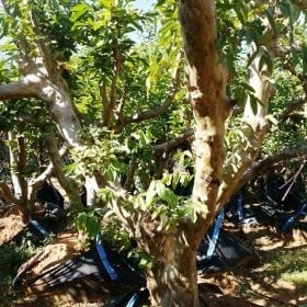 עץ גויאבה בוגר - עצי פרי בוגרים למכירה | הדר נוי משתלות