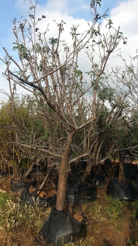 עץ שקד בוגר - עצי פרי בוגרים למכירה | הדר נוי משתלות