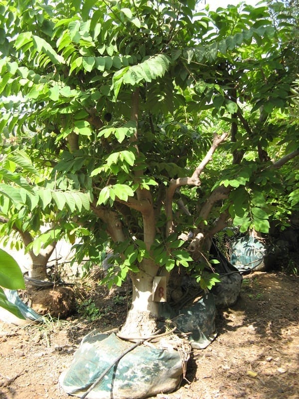 עץ אנונה בוגר - עצי פרי בוגרים למכירה | הדר נוי משתלות