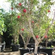 עץ רימון בוגר - עצי פרי בוגרים למכירה | הדר נוי משתלות